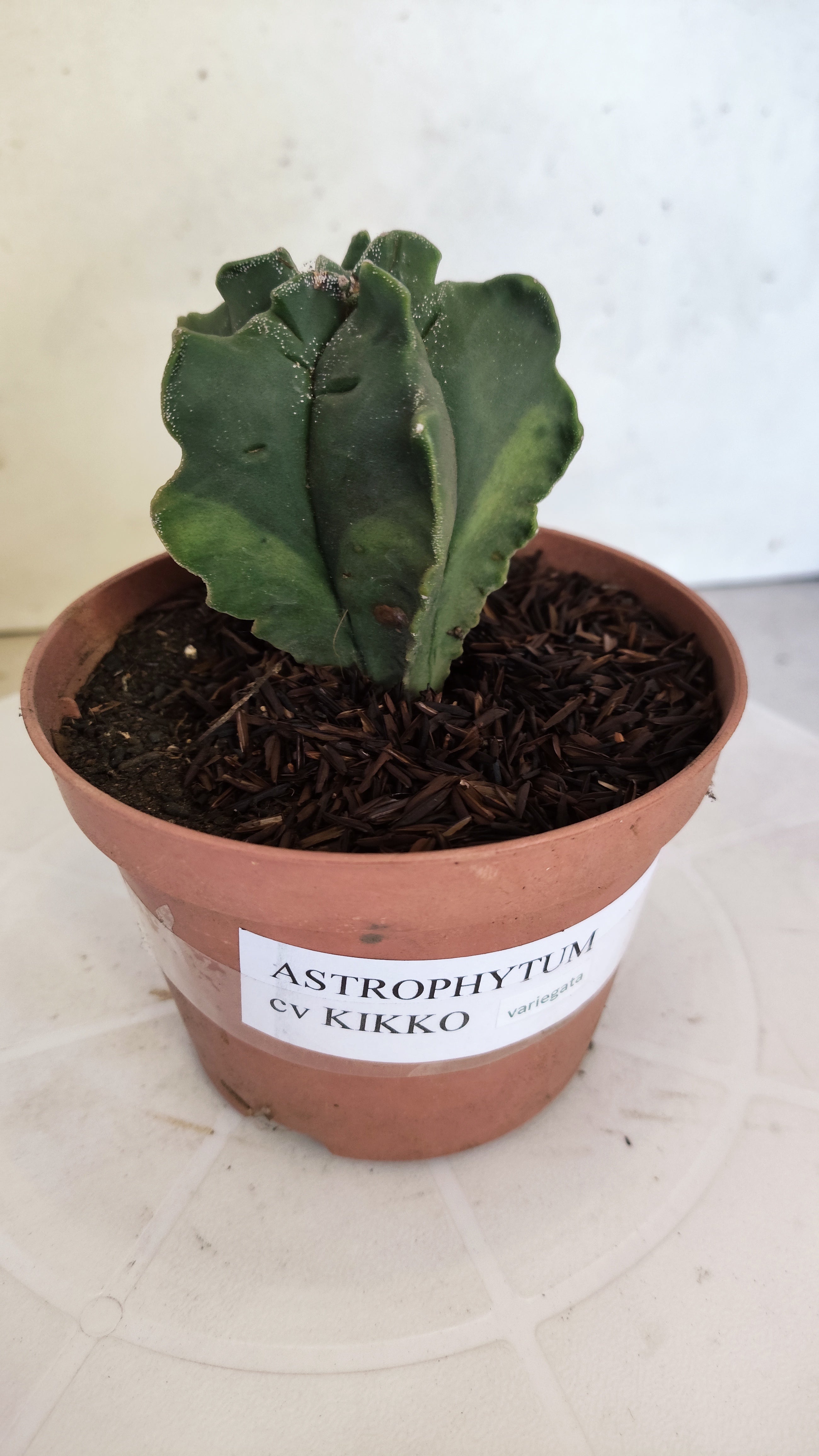 ASTROPHYTUM MYRIOSTIGMA CV KIKKO "Variegata" Nº 1150 – vaso 11