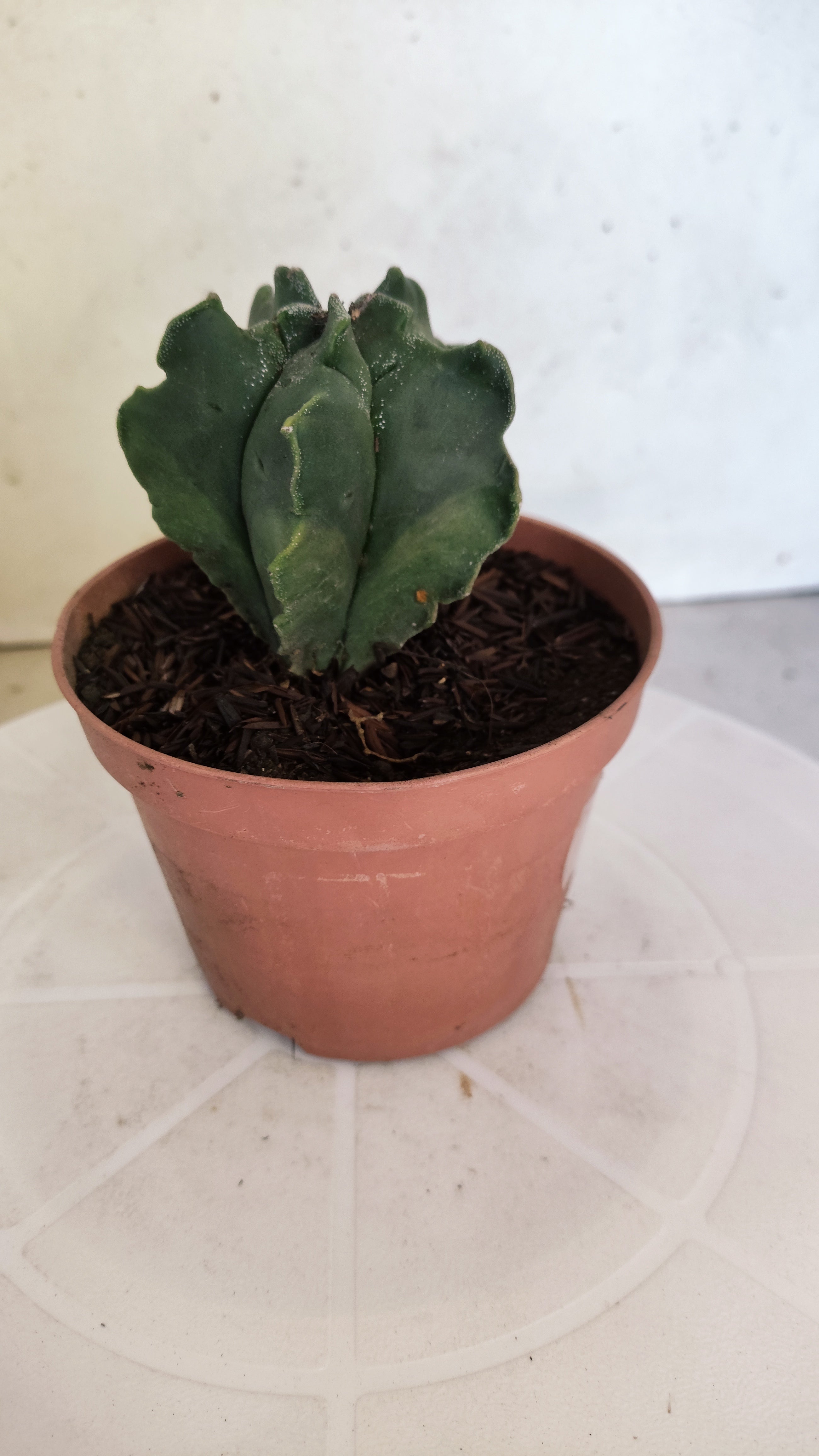 ASTROPHYTUM MYRIOSTIGMA CV KIKKO "Variegata" Nº 1150 – vaso 11