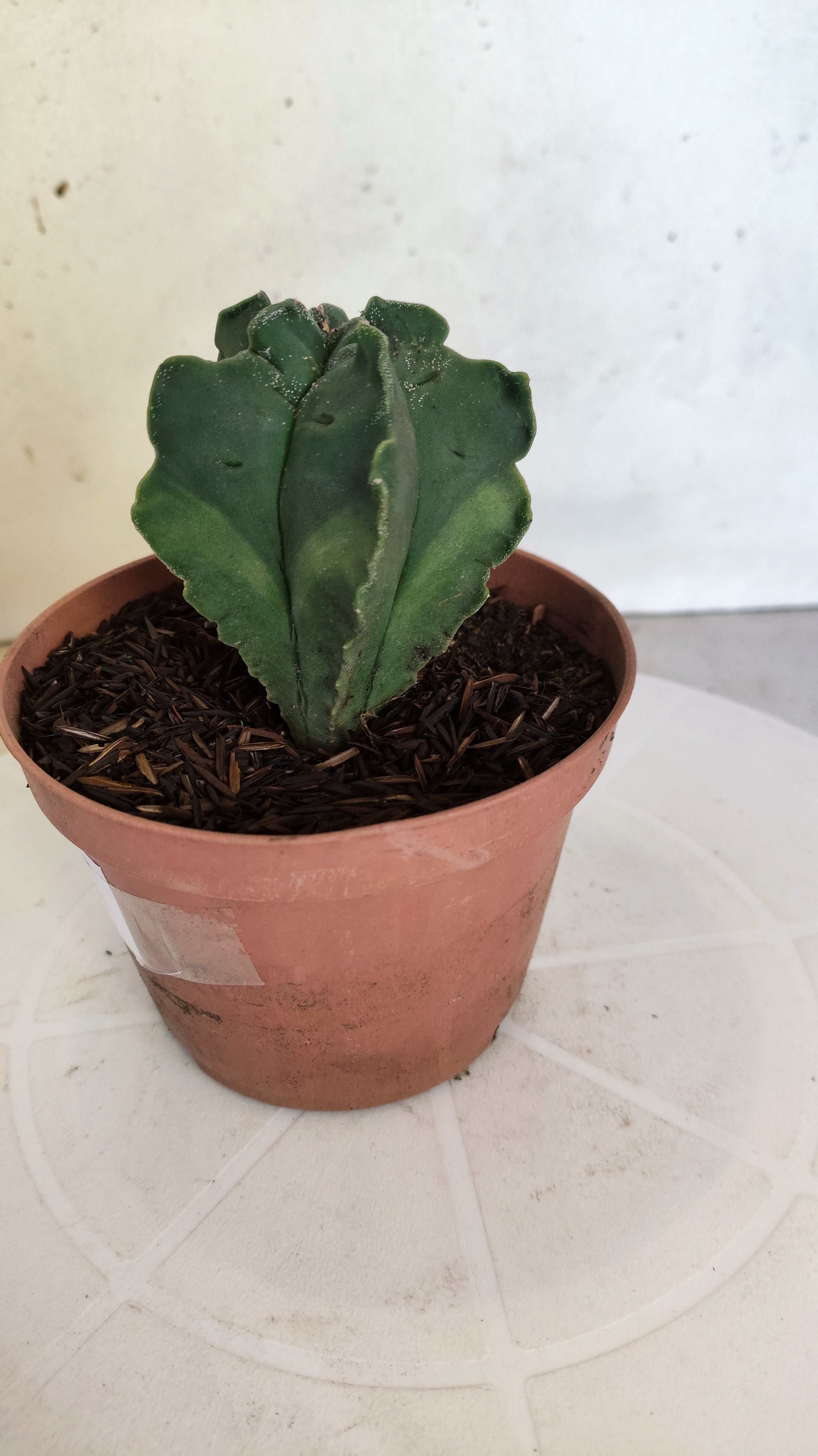 ASTROPHYTUM MYRIOSTIGMA CV KIKKO "Variegata" Nº 1150 – vaso 11