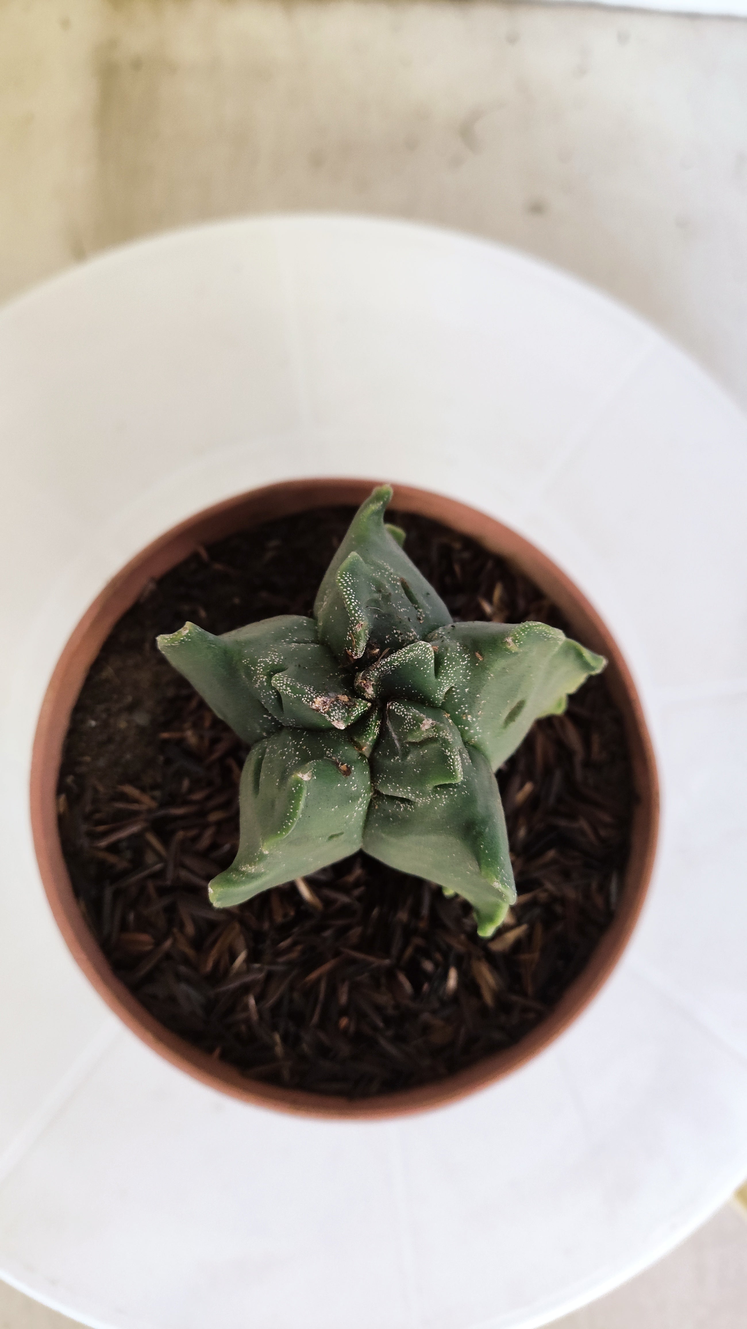 ASTROPHYTUM MYRIOSTIGMA CV KIKKO "Variegata" Nº 1150 – vaso 11