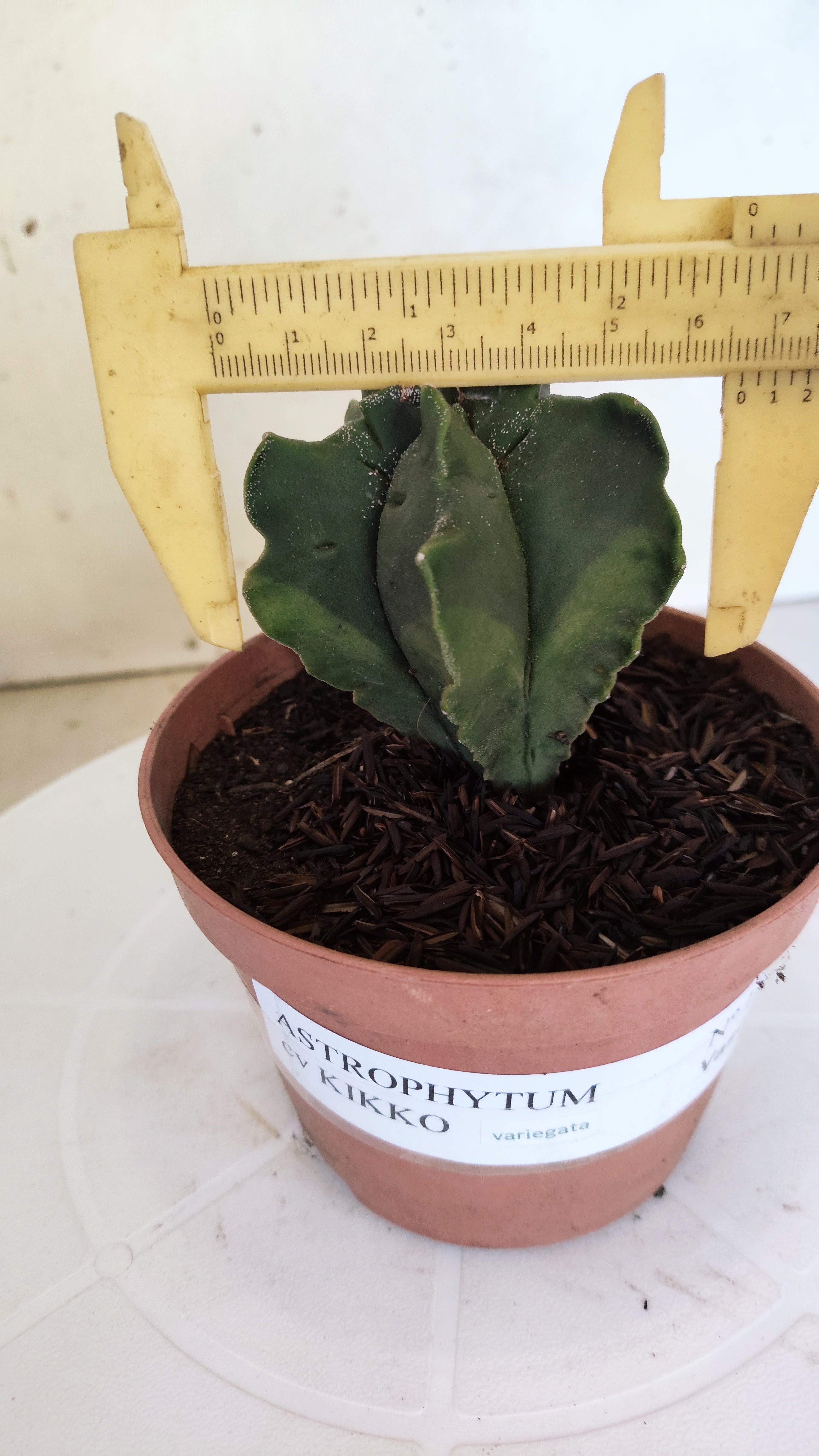 ASTROPHYTUM MYRIOSTIGMA CV KIKKO "Variegata" Nº 1150 – vaso 11