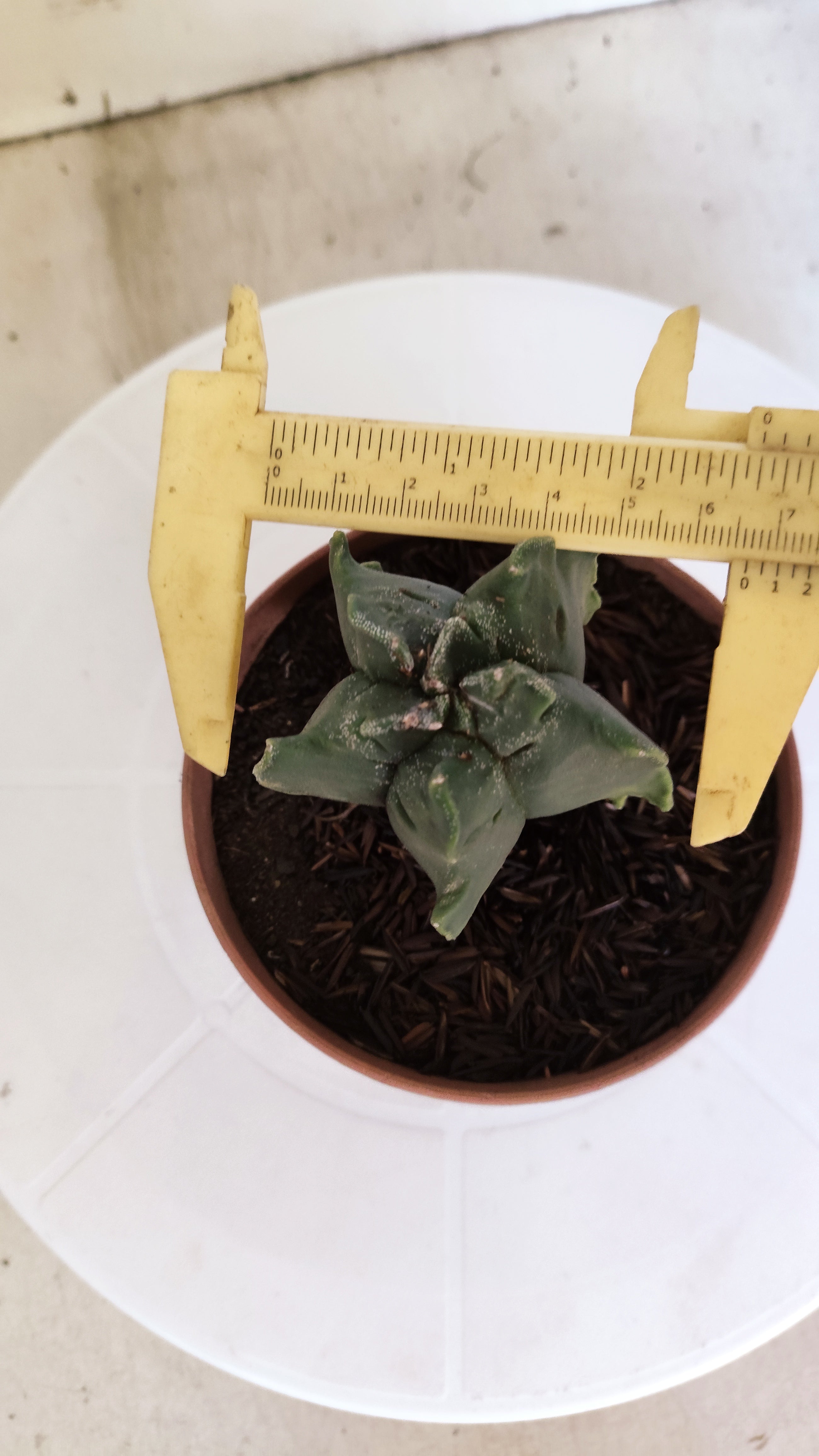 ASTROPHYTUM MYRIOSTIGMA CV KIKKO "Variegata" Nº 1150 – vaso 11