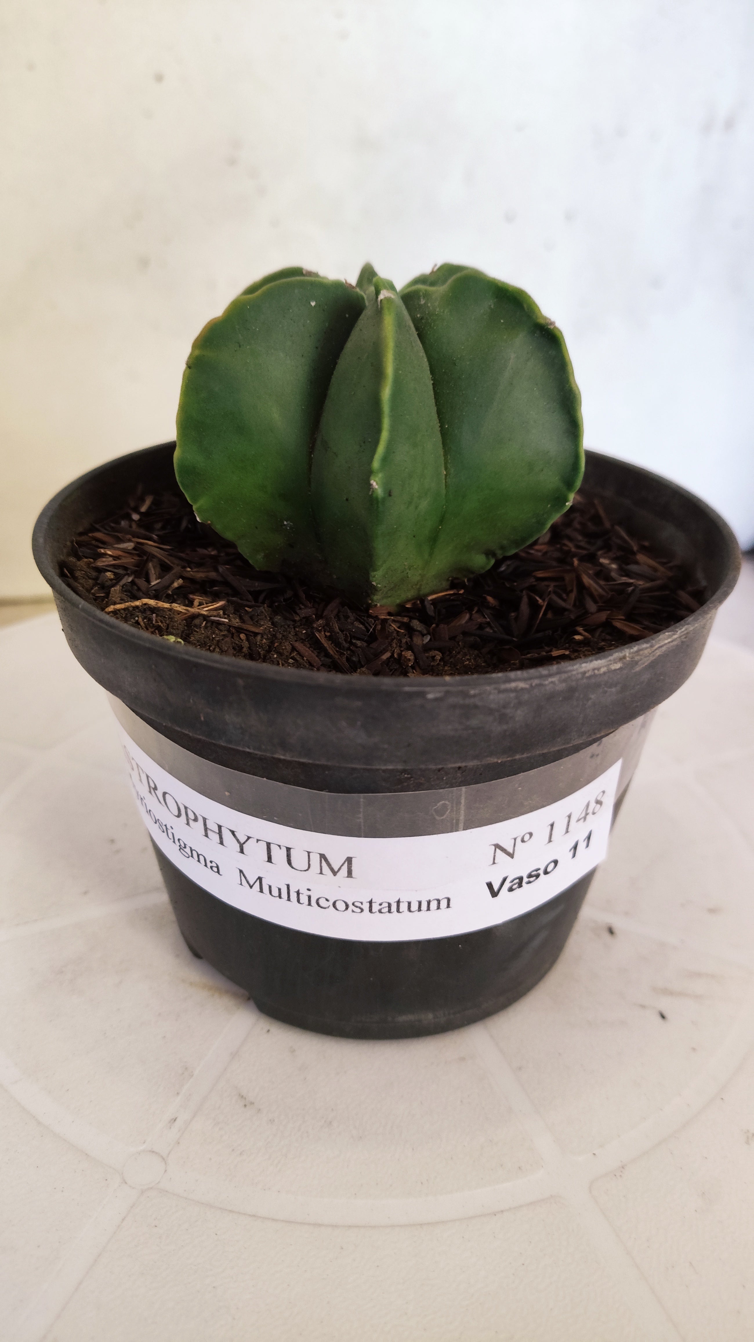 ASTROPHYTUM MYRIOSTIGMA "Multicostatum NUDUM" Nº 1148 – vaso 11