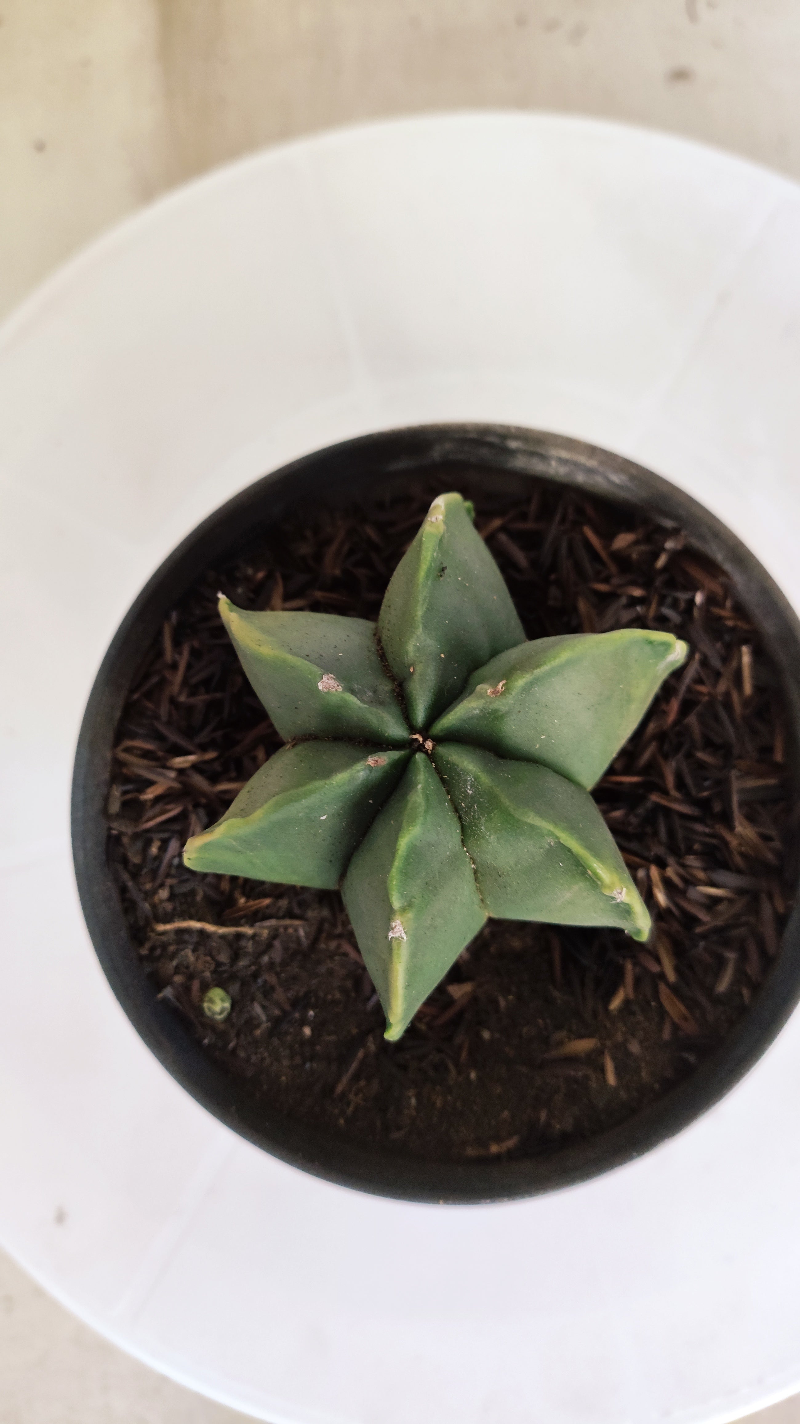 ASTROPHYTUM MYRIOSTIGMA "Multicostatum NUDUM" Nº 1148 – vaso 11