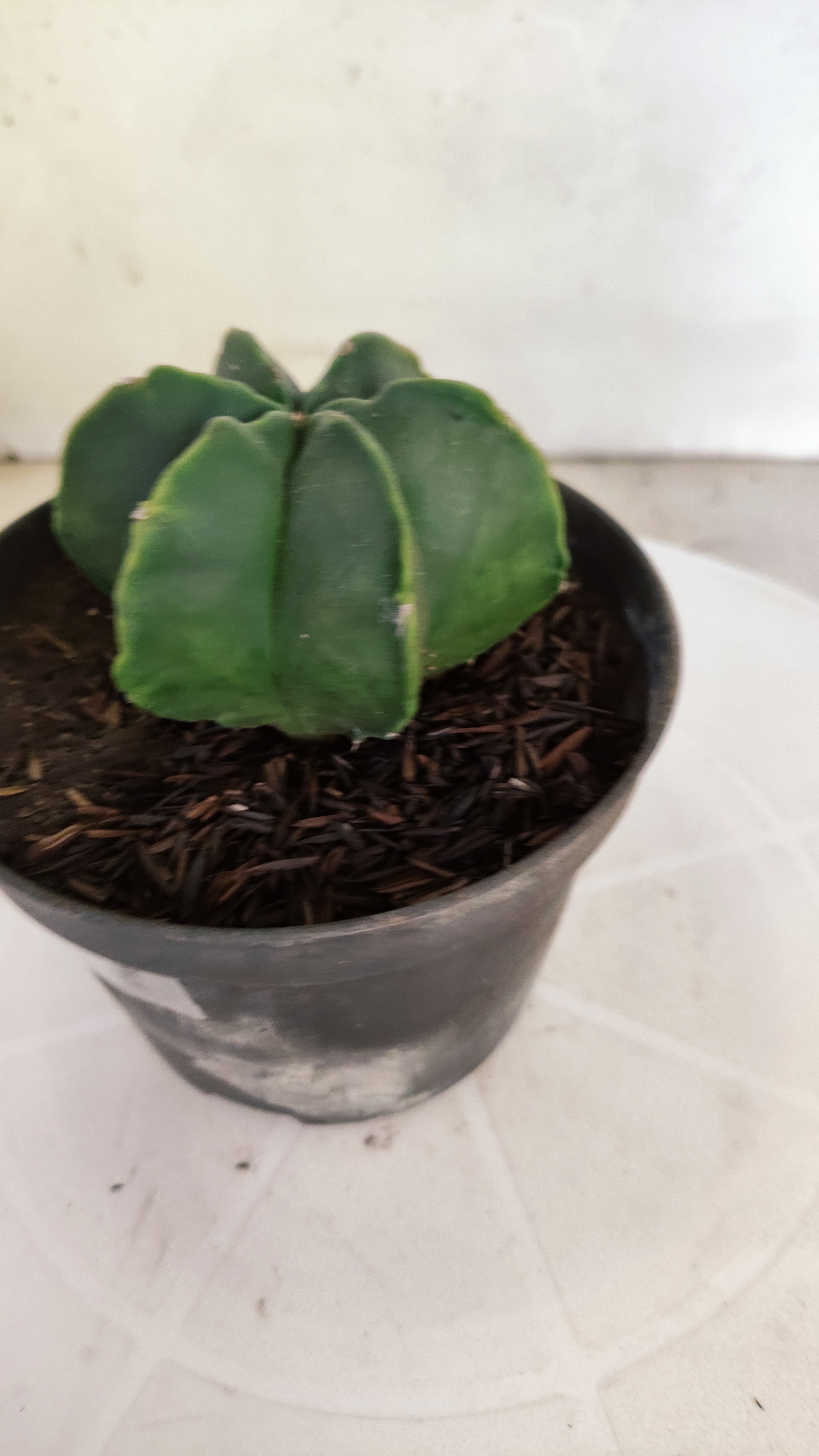 ASTROPHYTUM MYRIOSTIGMA "Multicostatum NUDUM" Nº 1148 – vaso 11