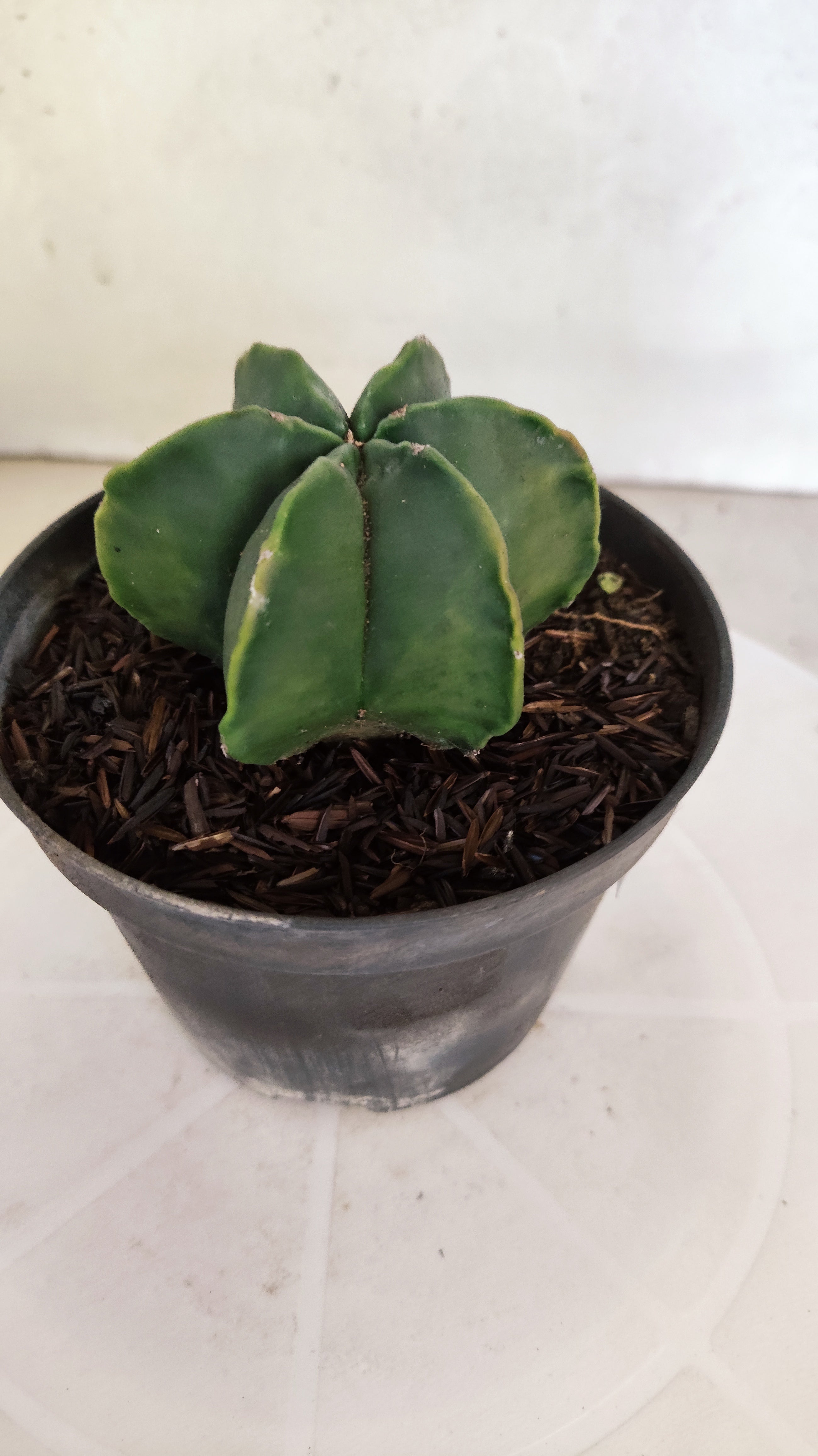 ASTROPHYTUM MYRIOSTIGMA "Multicostatum NUDUM" Nº 1148 – vaso 11
