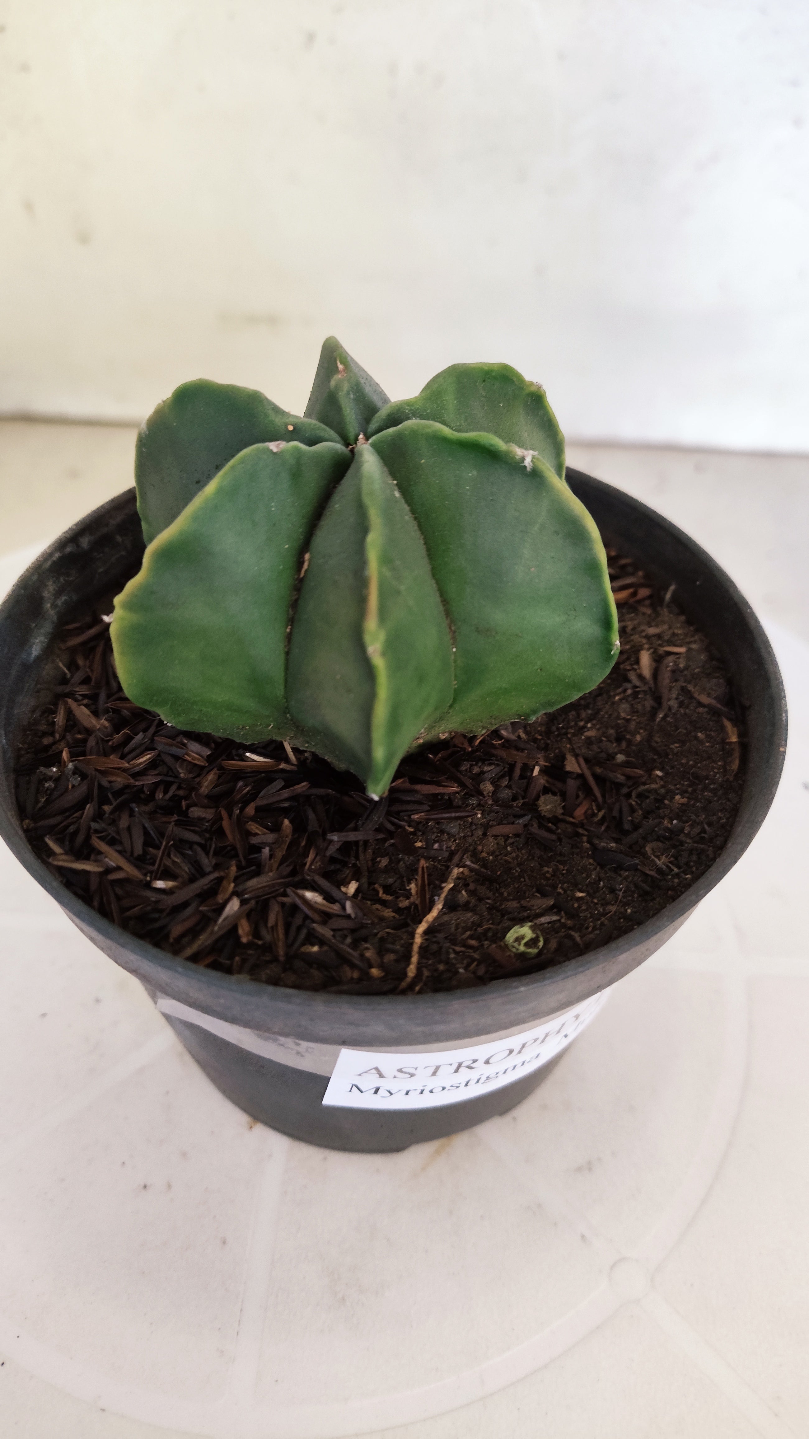 ASTROPHYTUM MYRIOSTIGMA "Multicostatum NUDUM" Nº 1148 – vaso 11
