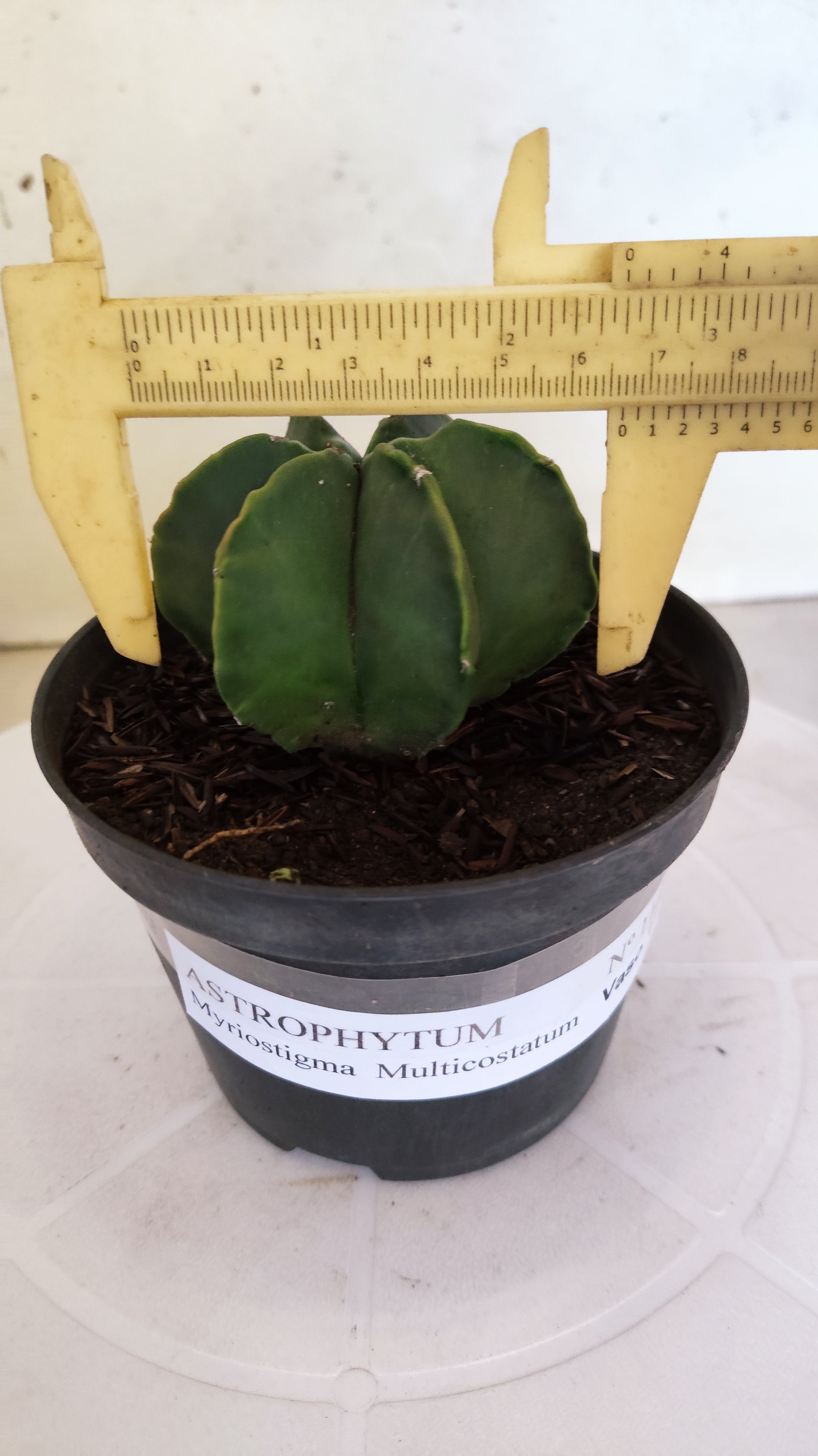 ASTROPHYTUM MYRIOSTIGMA "Multicostatum NUDUM" Nº 1148 – vaso 11