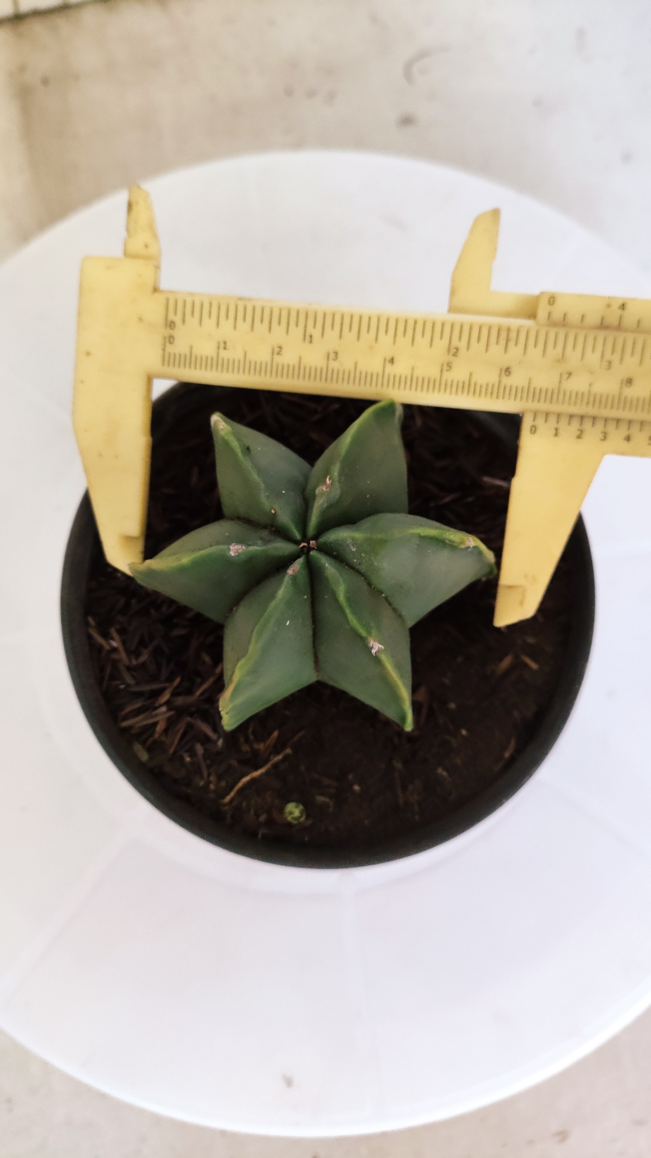 ASTROPHYTUM MYRIOSTIGMA "Multicostatum NUDUM" Nº 1148 – vaso 11