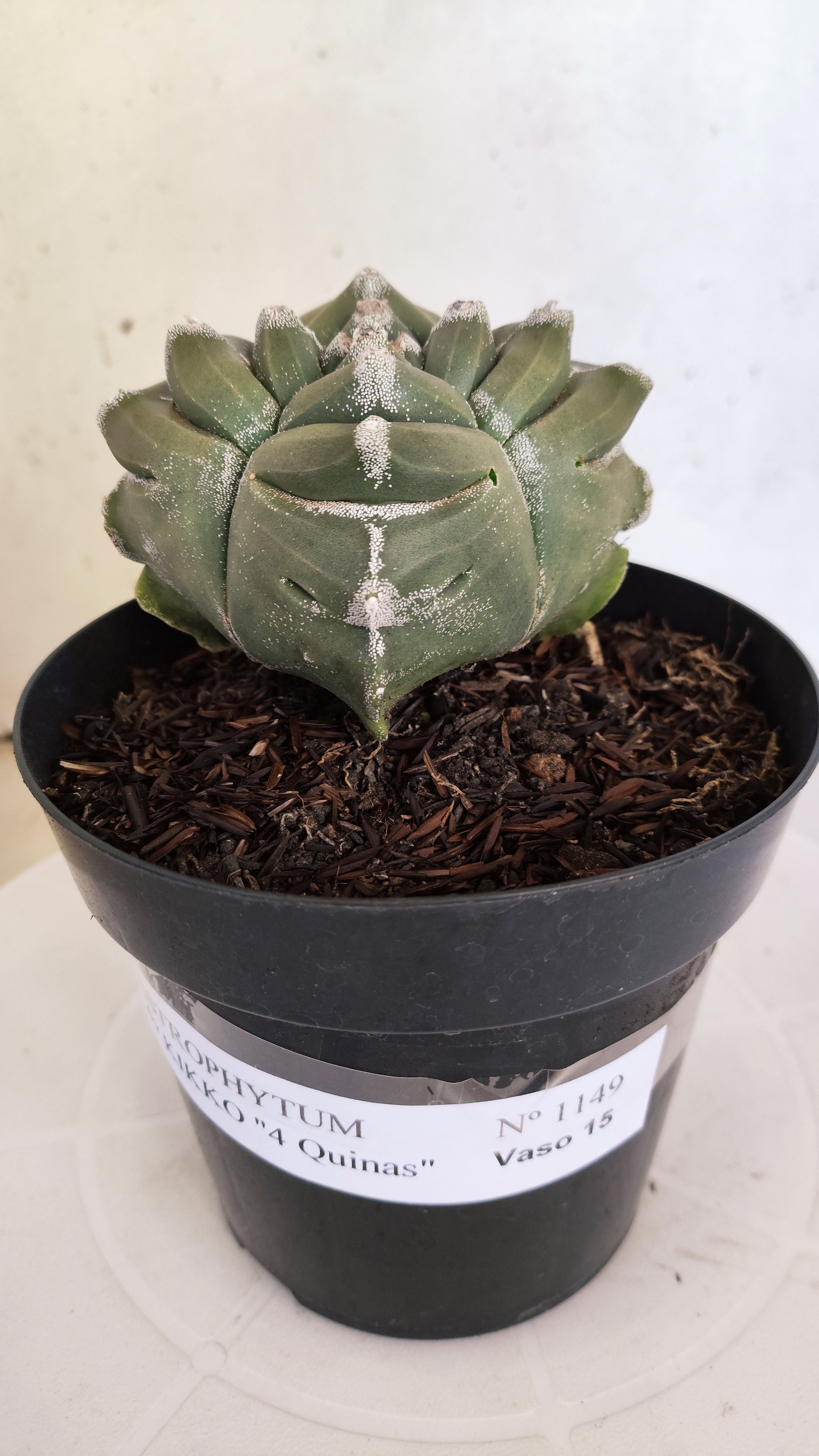 MATRIZ ASTROPHYTUM cv KIKKO "4 QUINAS"  Nº 1149 – vaso 15