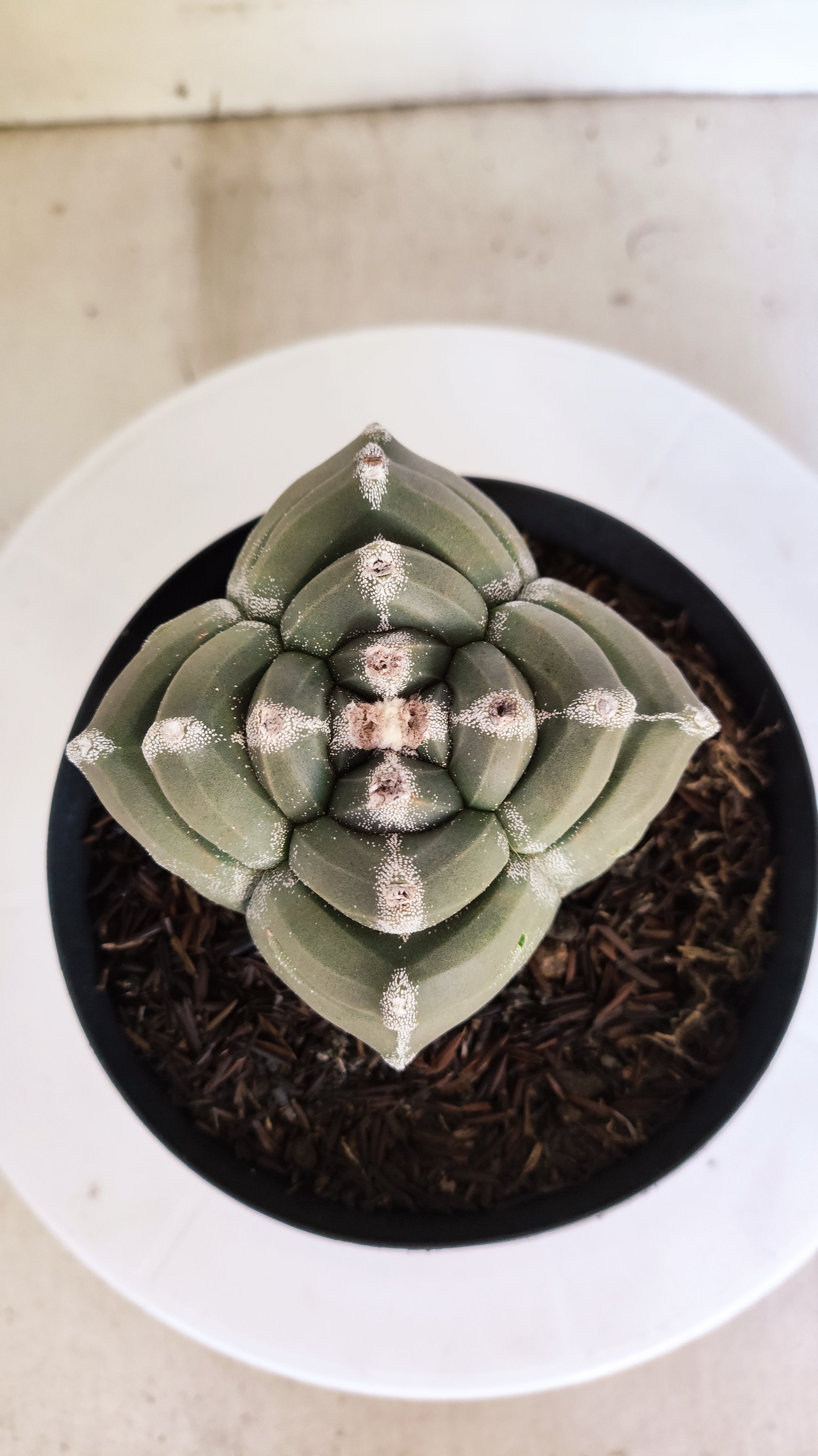 MATRIZ ASTROPHYTUM cv KIKKO "4 QUINAS"  Nº 1149 – vaso 15