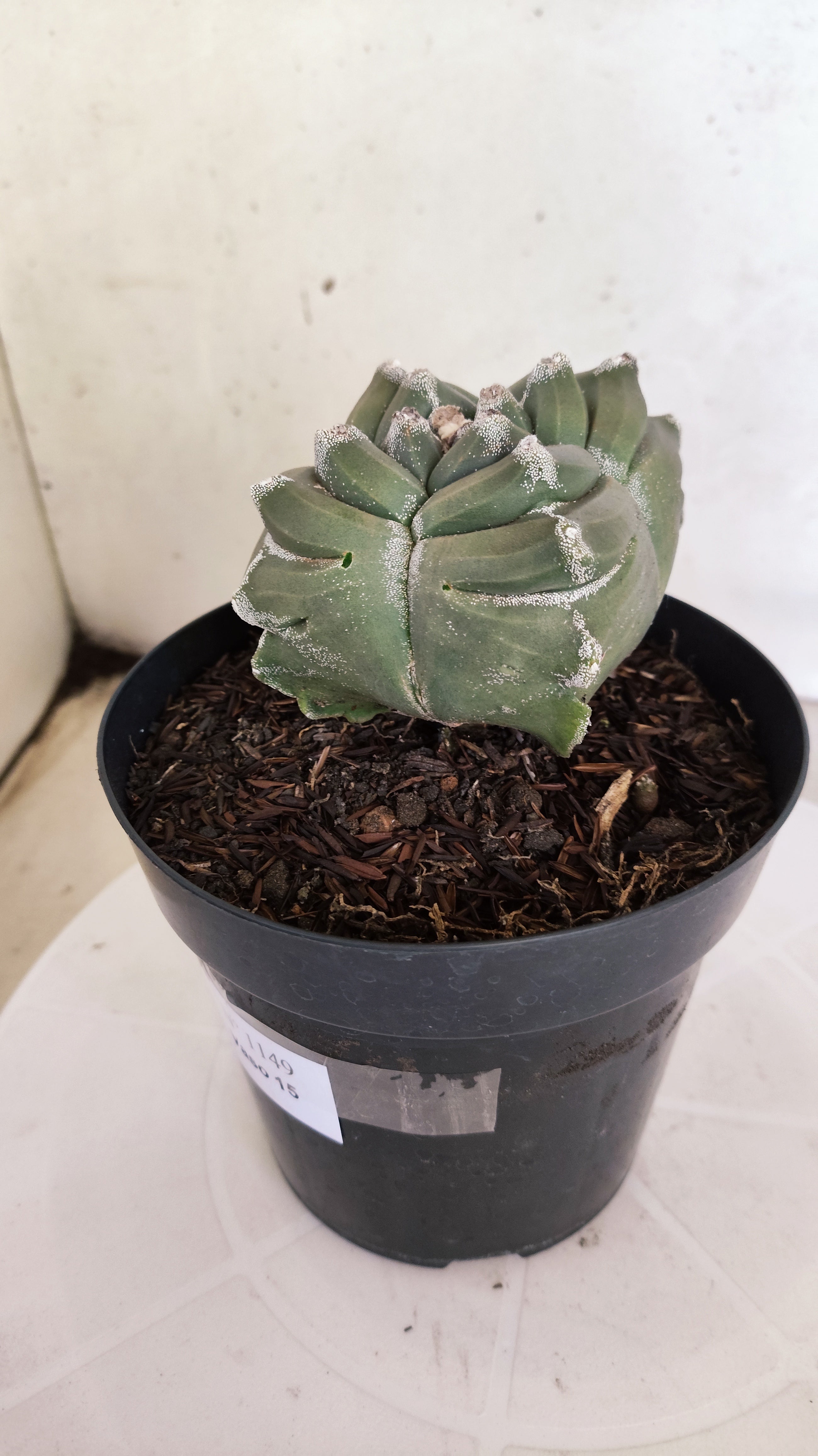 MATRIZ ASTROPHYTUM cv KIKKO "4 QUINAS"  Nº 1149 – vaso 15