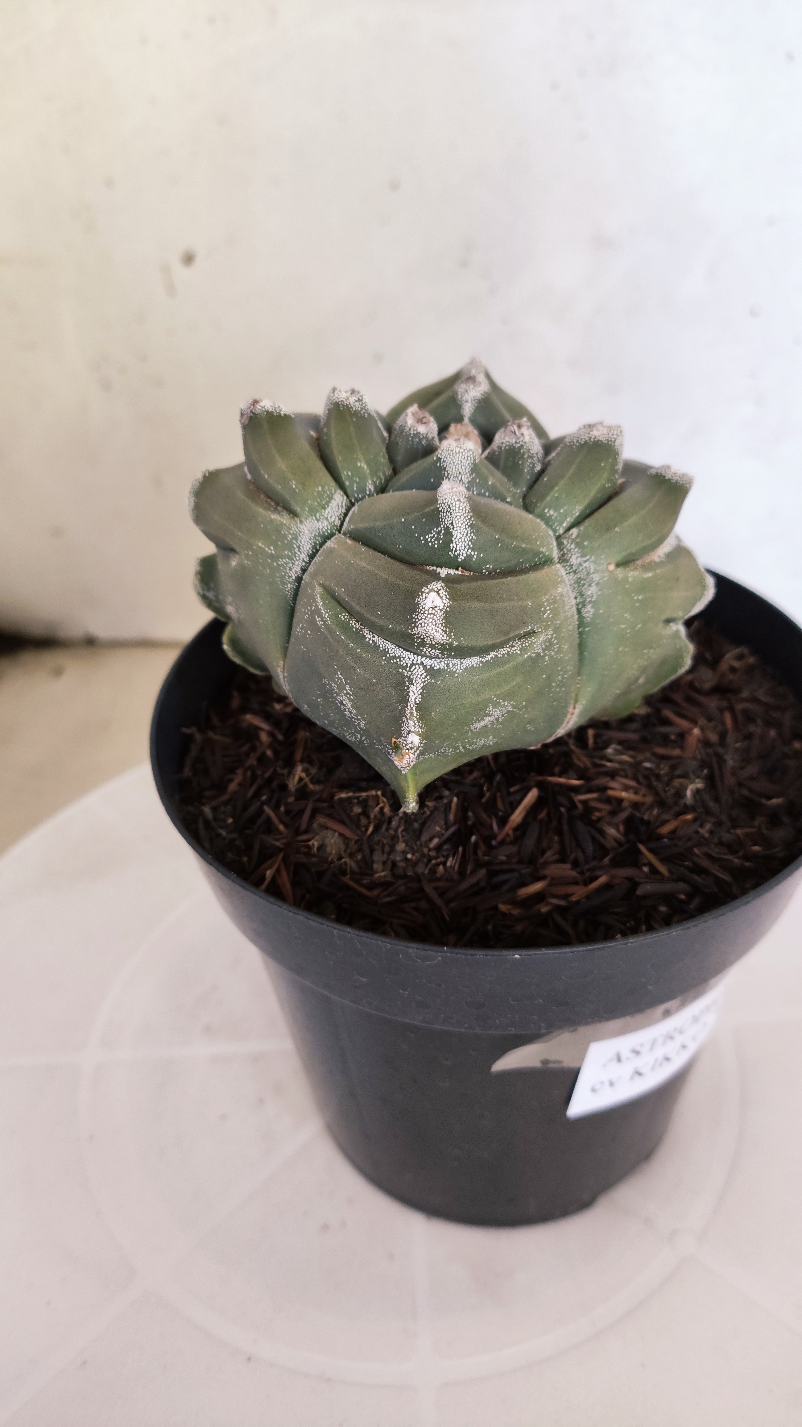 MATRIZ ASTROPHYTUM cv KIKKO "4 QUINAS"  Nº 1149 – vaso 15