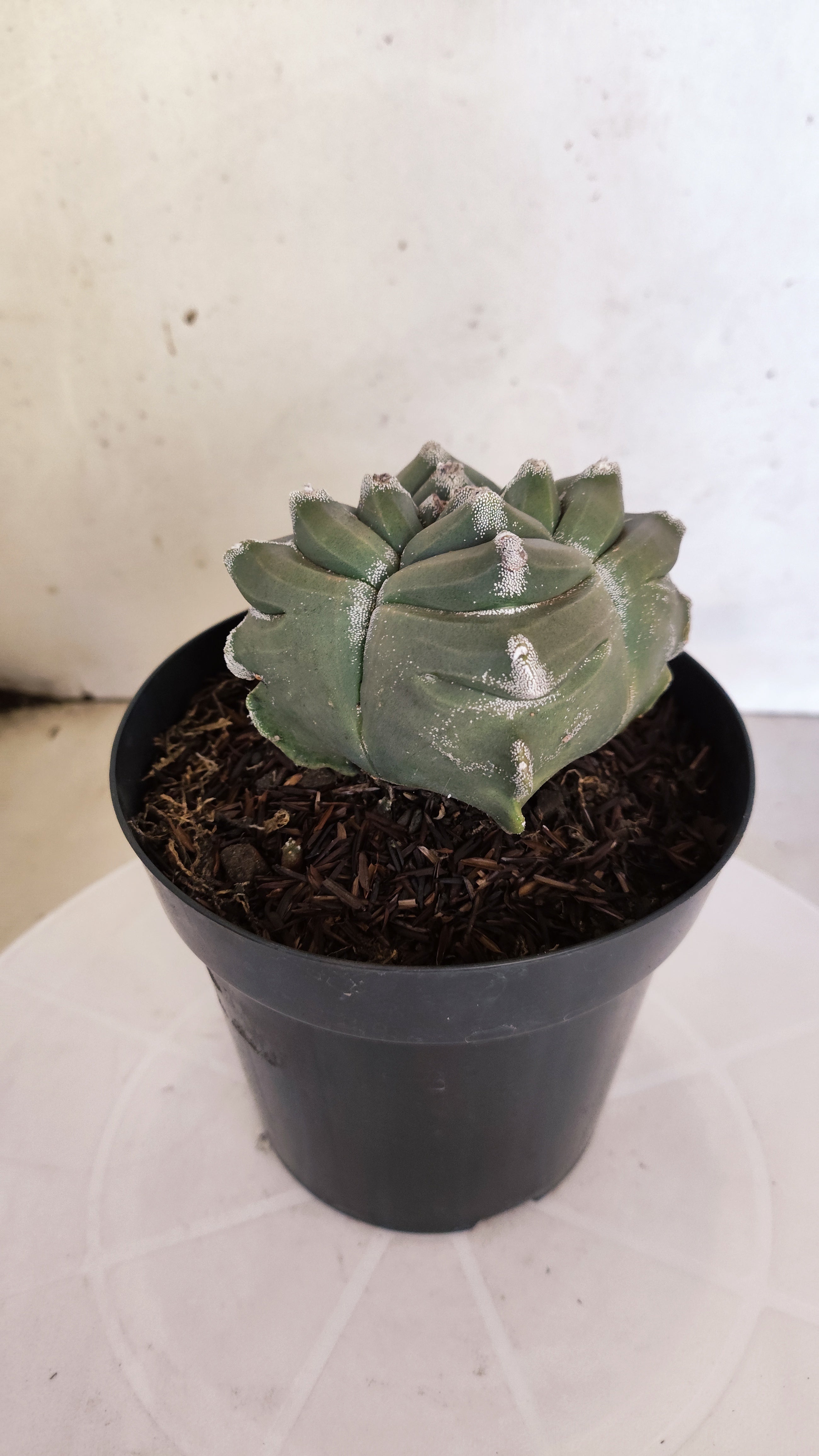 MATRIZ ASTROPHYTUM cv KIKKO "4 QUINAS"  Nº 1149 – vaso 15