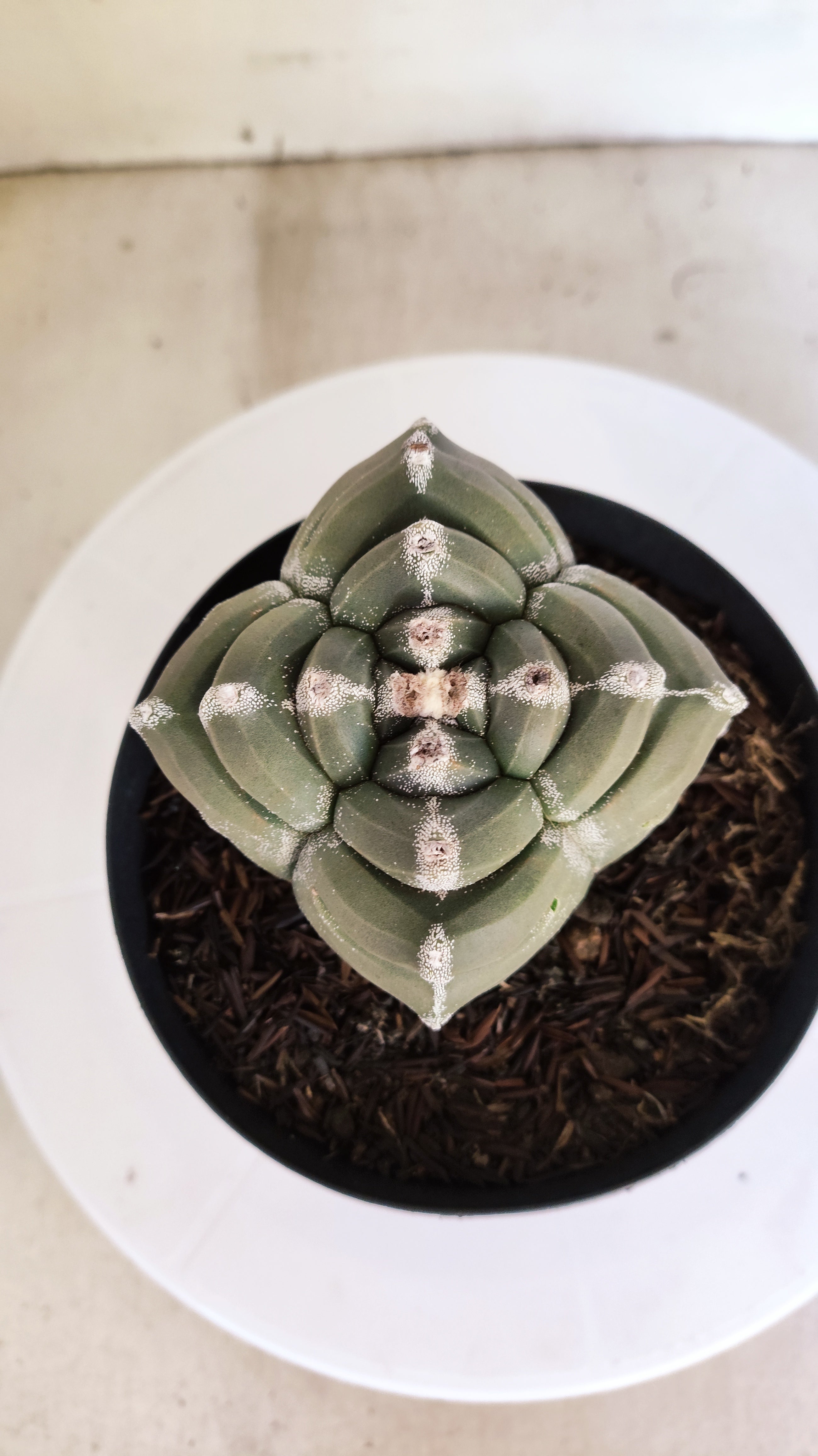 MATRIZ ASTROPHYTUM cv KIKKO "4 QUINAS"  Nº 1149 – vaso 15