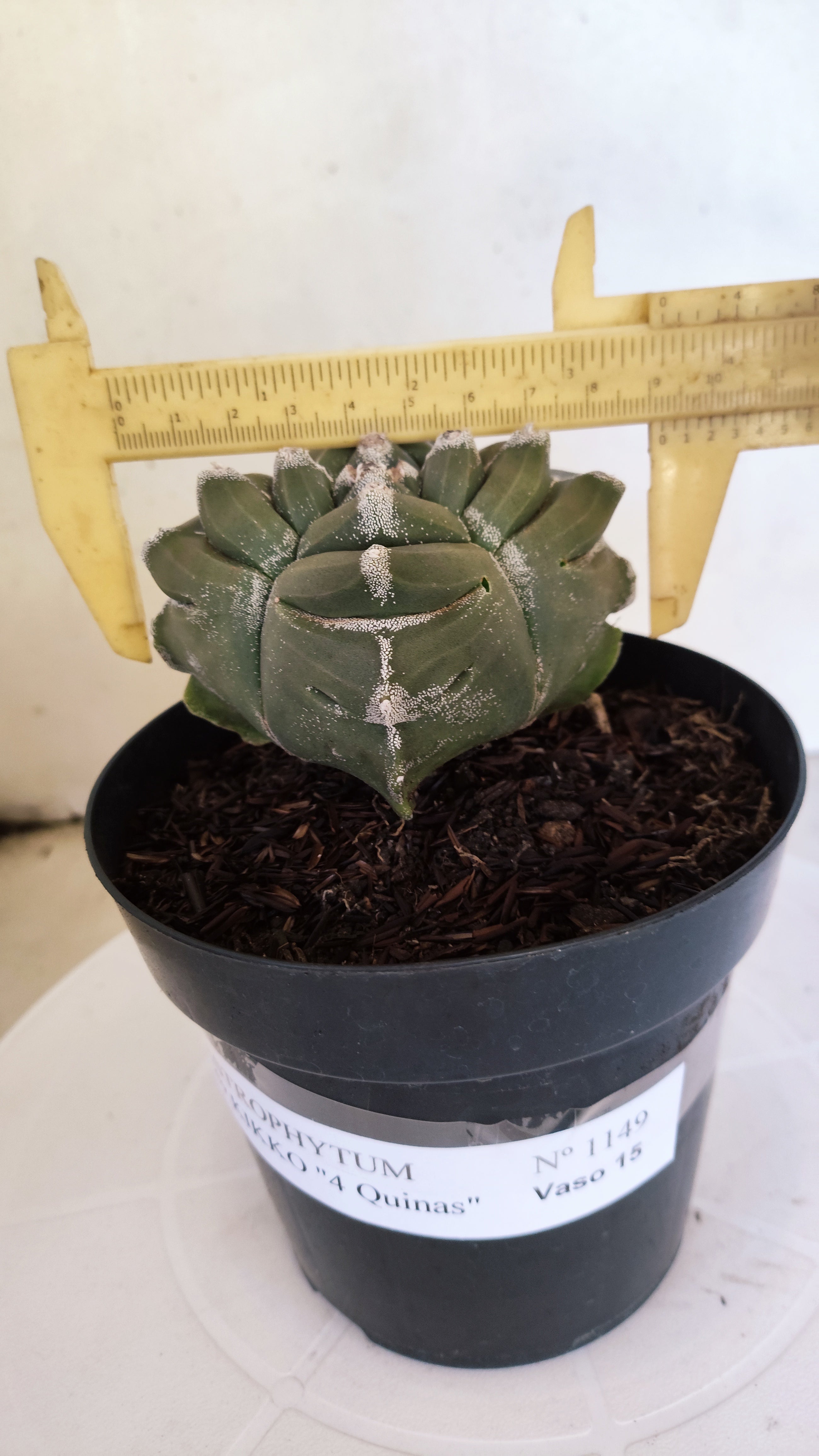 MATRIZ ASTROPHYTUM cv KIKKO "4 QUINAS"  Nº 1149 – vaso 15