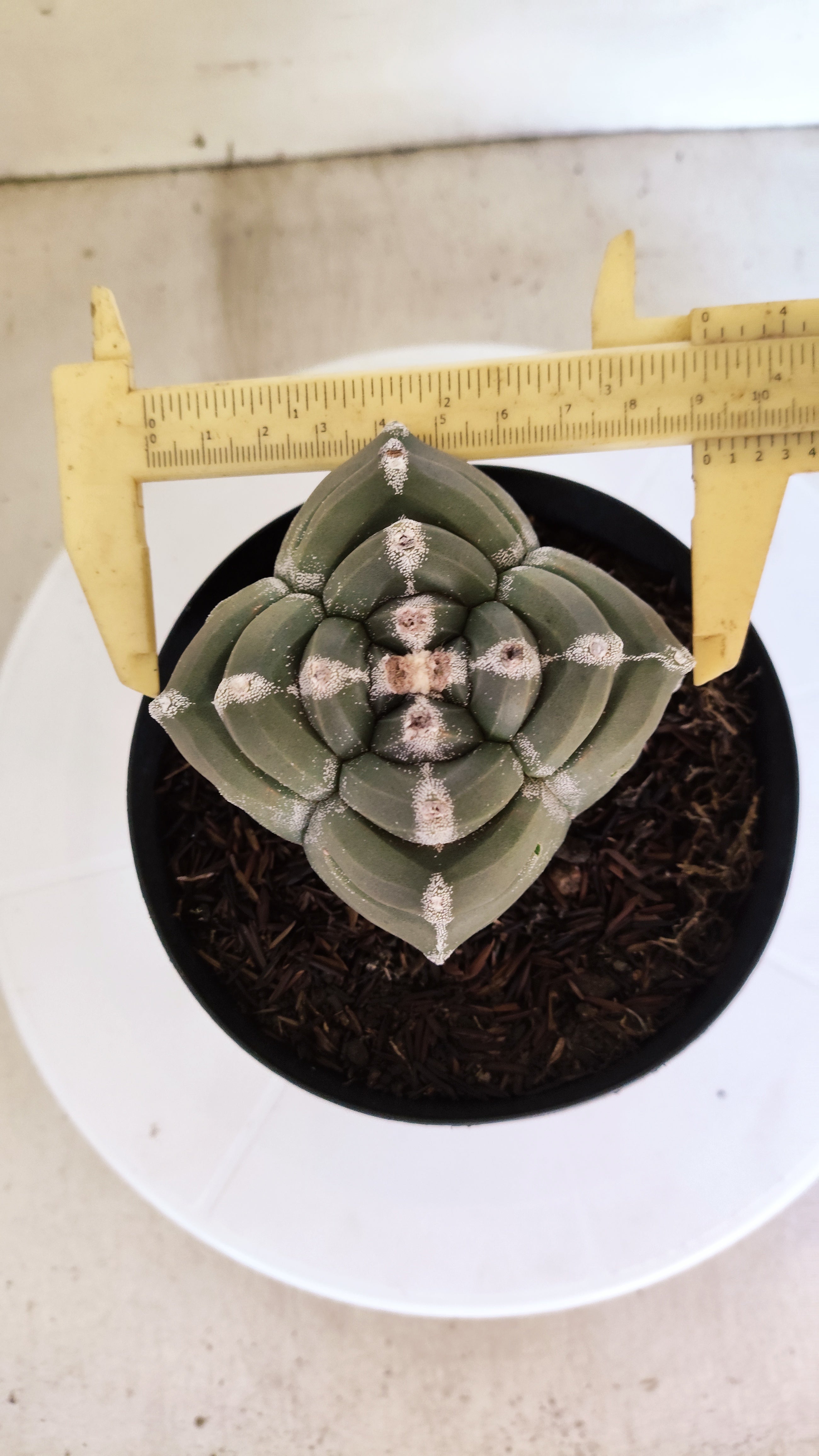 MATRIZ ASTROPHYTUM cv KIKKO "4 QUINAS"  Nº 1149 – vaso 15