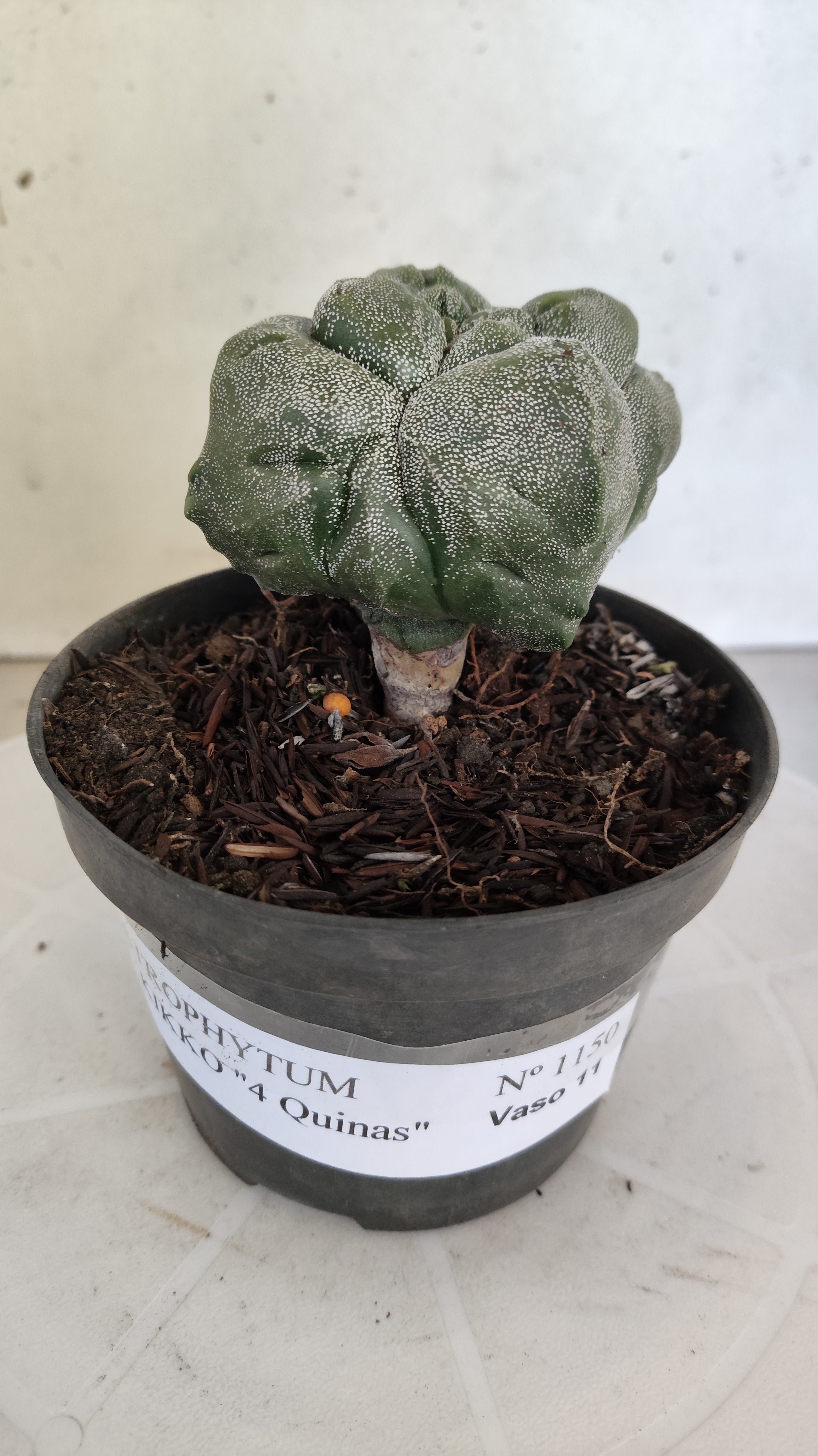 MATRIZ ASTROPHYTUM cv KIKKO "4 QUINAS"  Nº 1150 – vaso 11