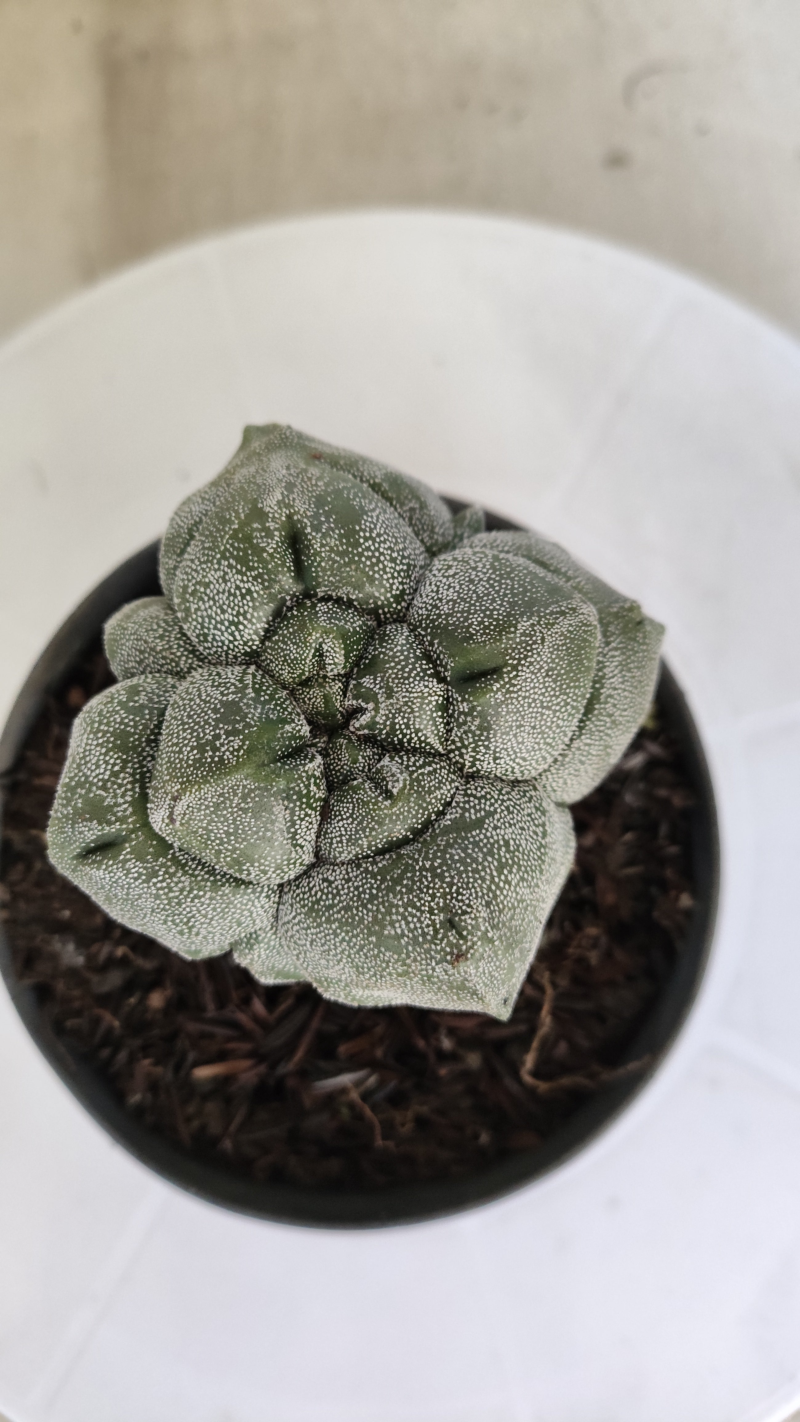 MATRIZ ASTROPHYTUM cv KIKKO "4 QUINAS"  Nº 1150 – vaso 11