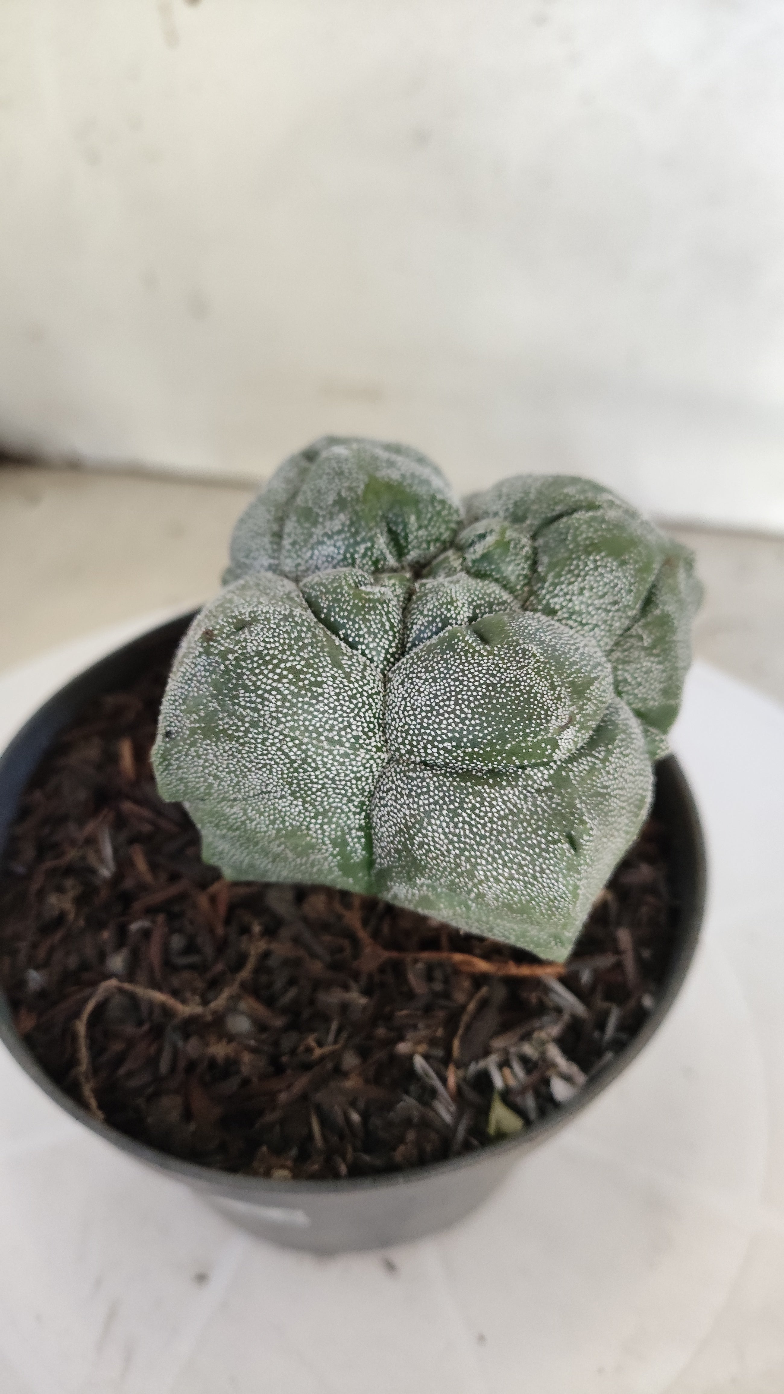 MATRIZ ASTROPHYTUM cv KIKKO "4 QUINAS"  Nº 1150 – vaso 11