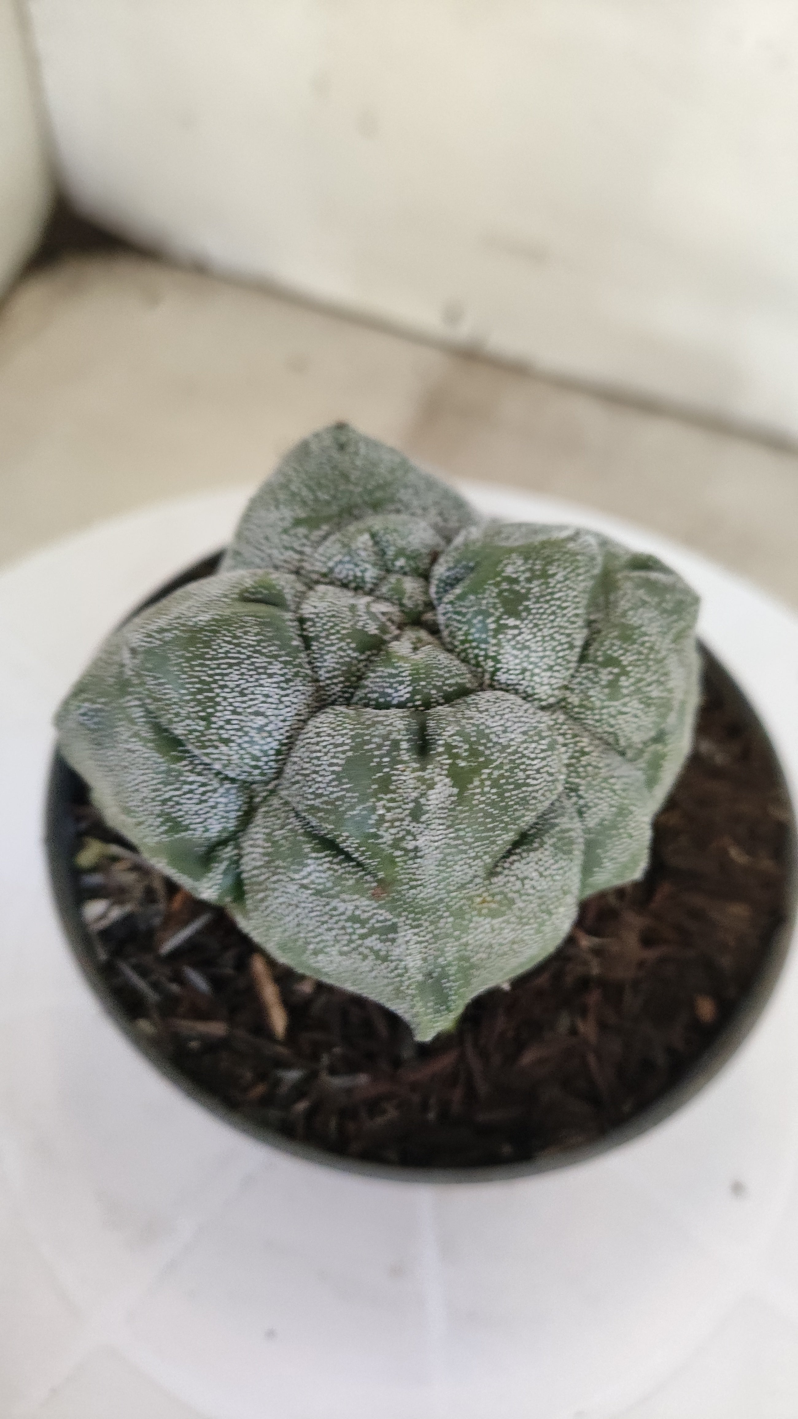 MATRIZ ASTROPHYTUM cv KIKKO "4 QUINAS"  Nº 1150 – vaso 11
