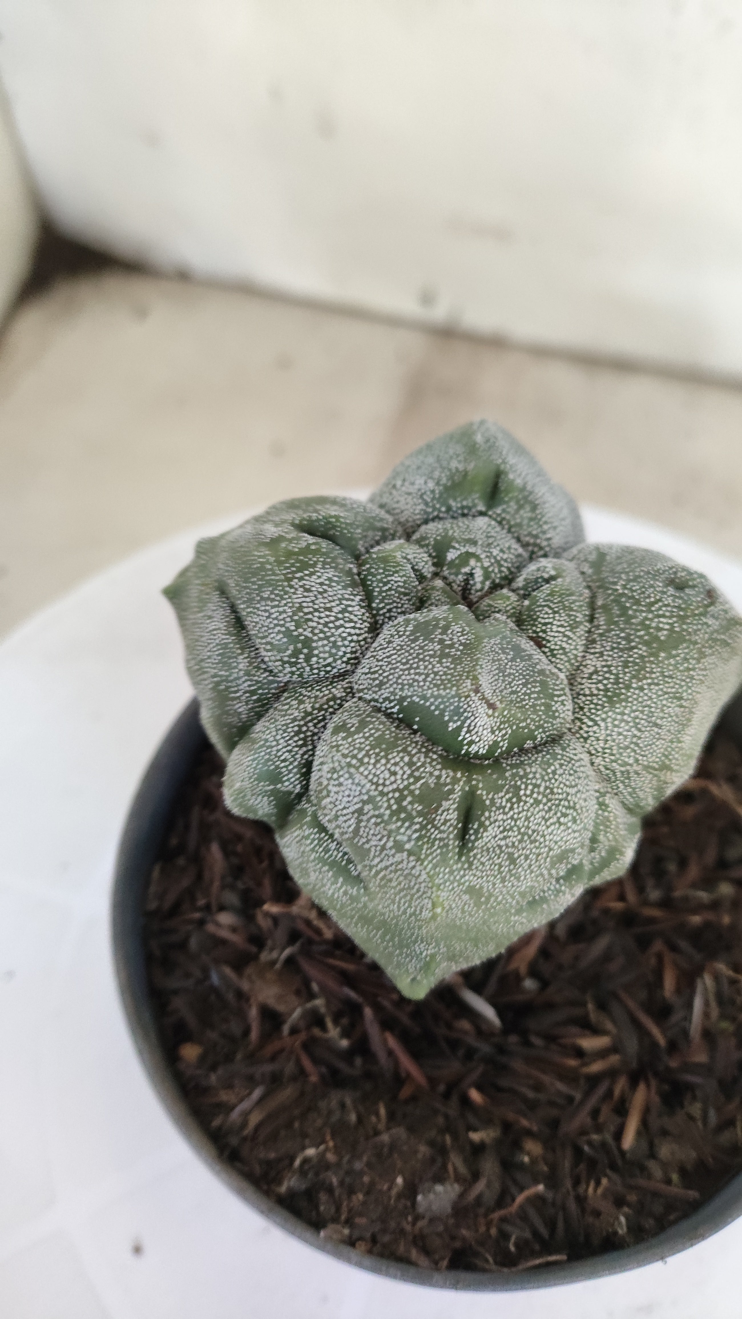 MATRIZ ASTROPHYTUM cv KIKKO "4 QUINAS"  Nº 1150 – vaso 11