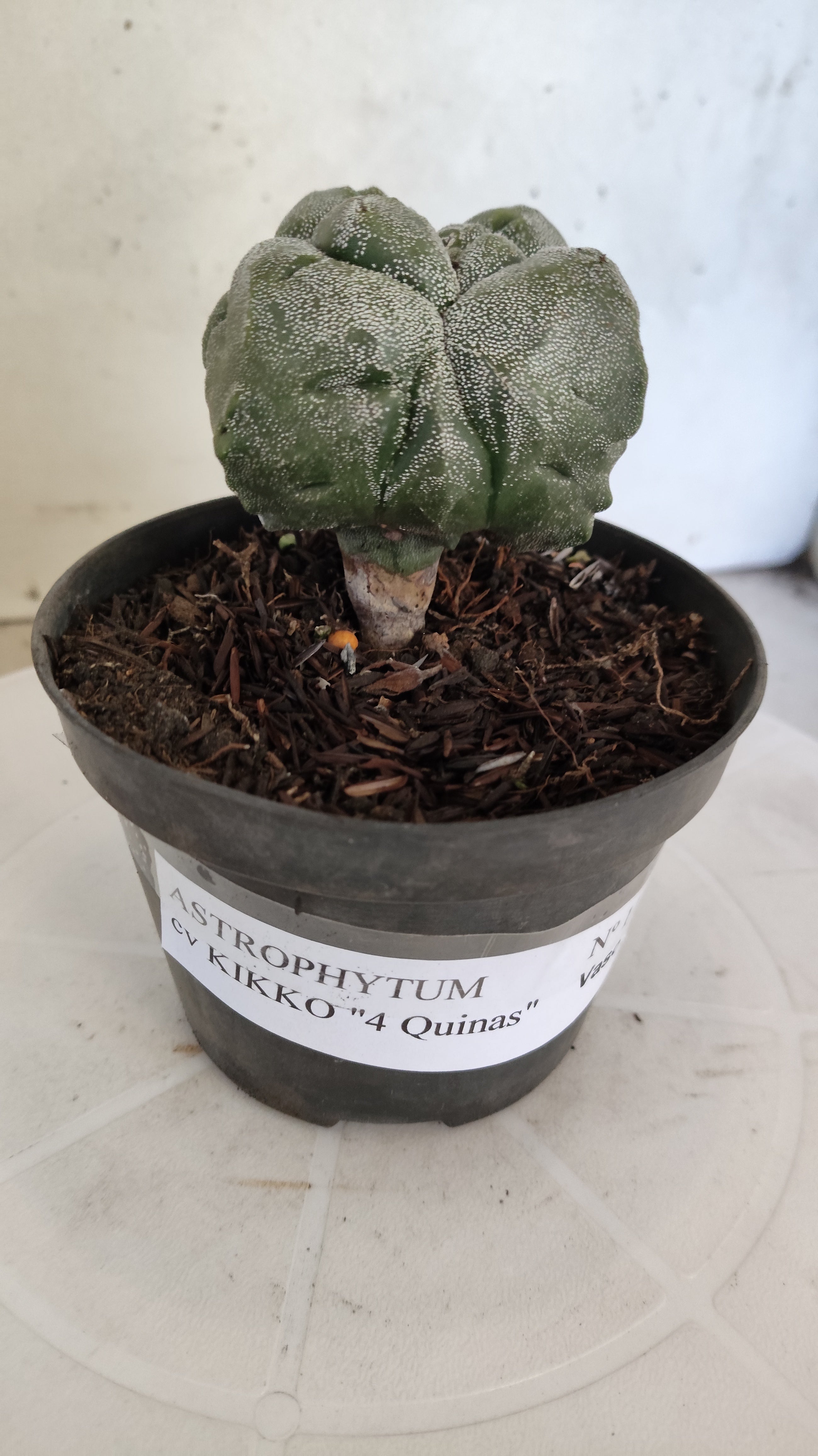 MATRIZ ASTROPHYTUM cv KIKKO "4 QUINAS"  Nº 1150 – vaso 11
