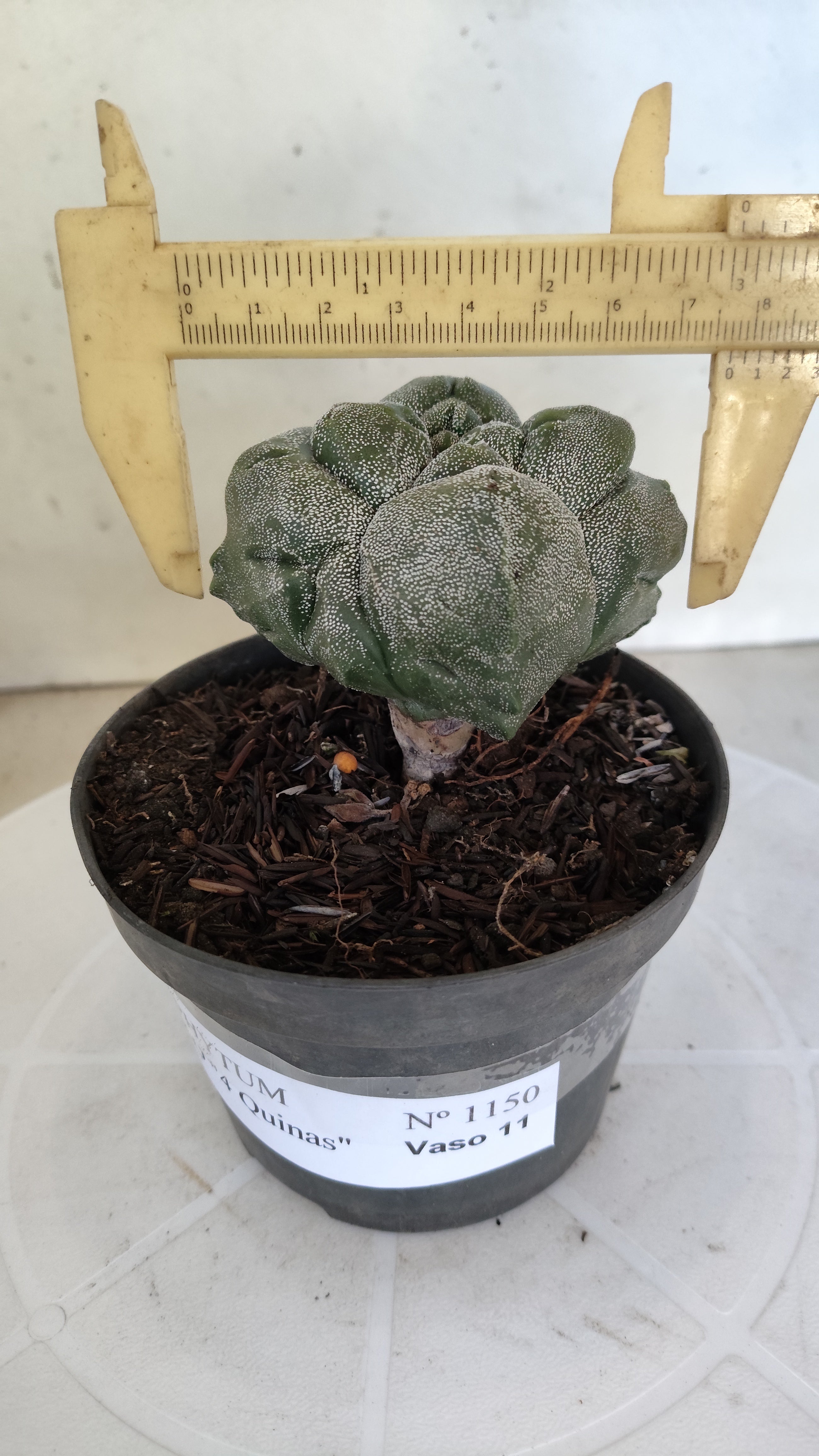 MATRIZ ASTROPHYTUM cv KIKKO "4 QUINAS"  Nº 1150 – vaso 11