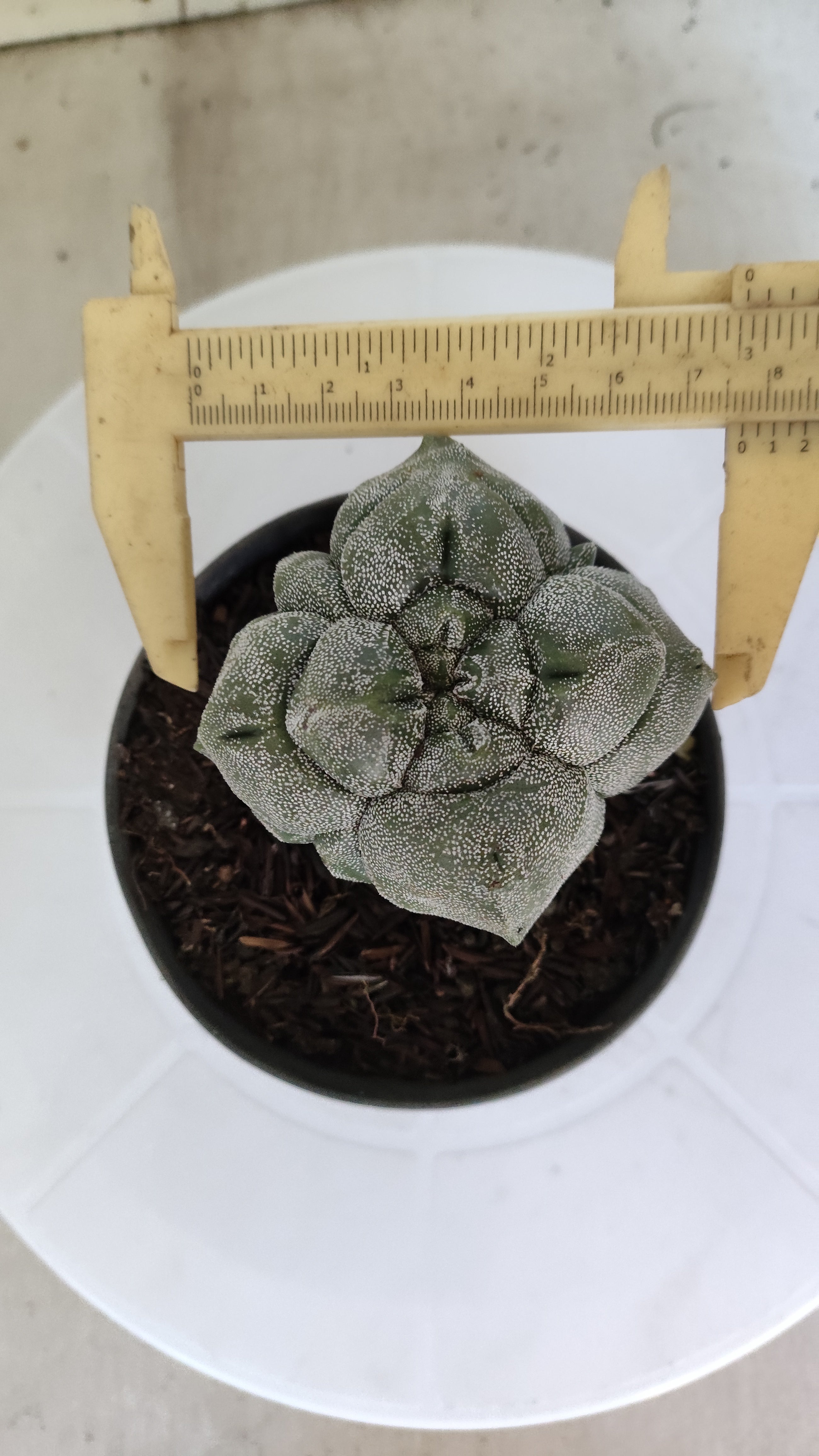 MATRIZ ASTROPHYTUM cv KIKKO "4 QUINAS"  Nº 1150 – vaso 11