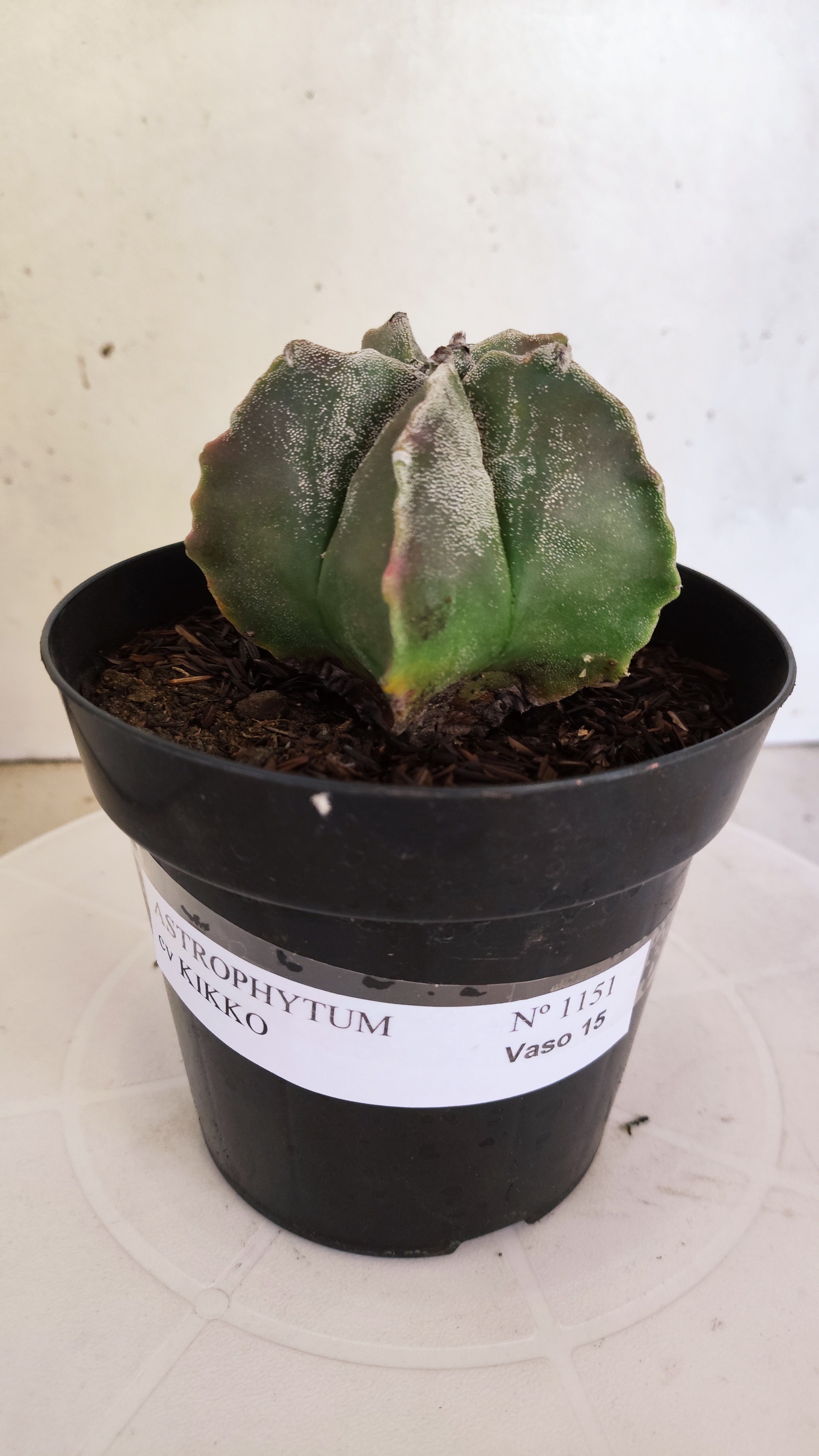MATRIZ ASTROPHYTUM cv KIKKO  Nº 1151 – vaso 15