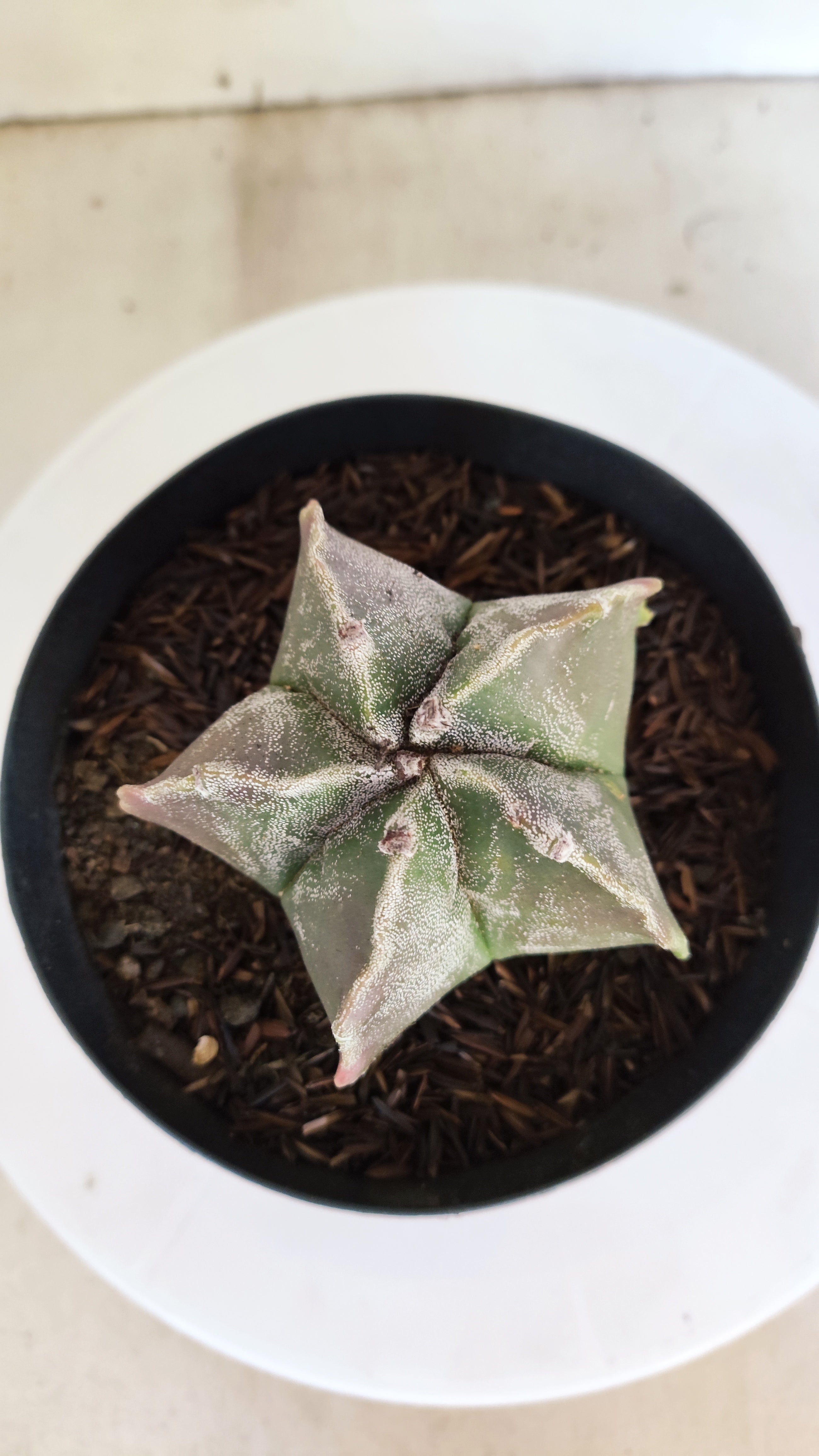 MATRIZ ASTROPHYTUM cv KIKKO  Nº 1151 – vaso 15