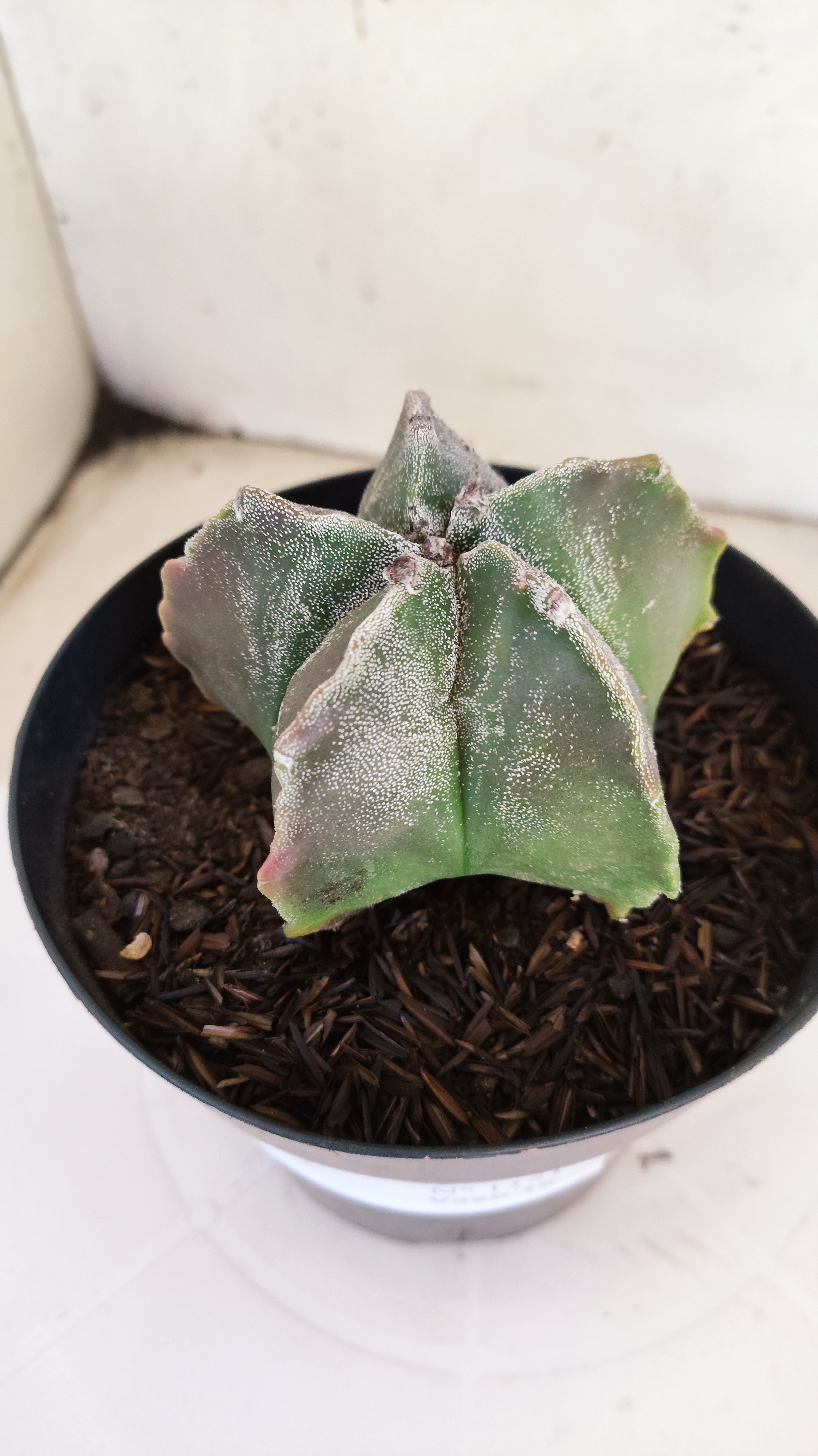 MATRIZ ASTROPHYTUM cv KIKKO  Nº 1151 – vaso 15
