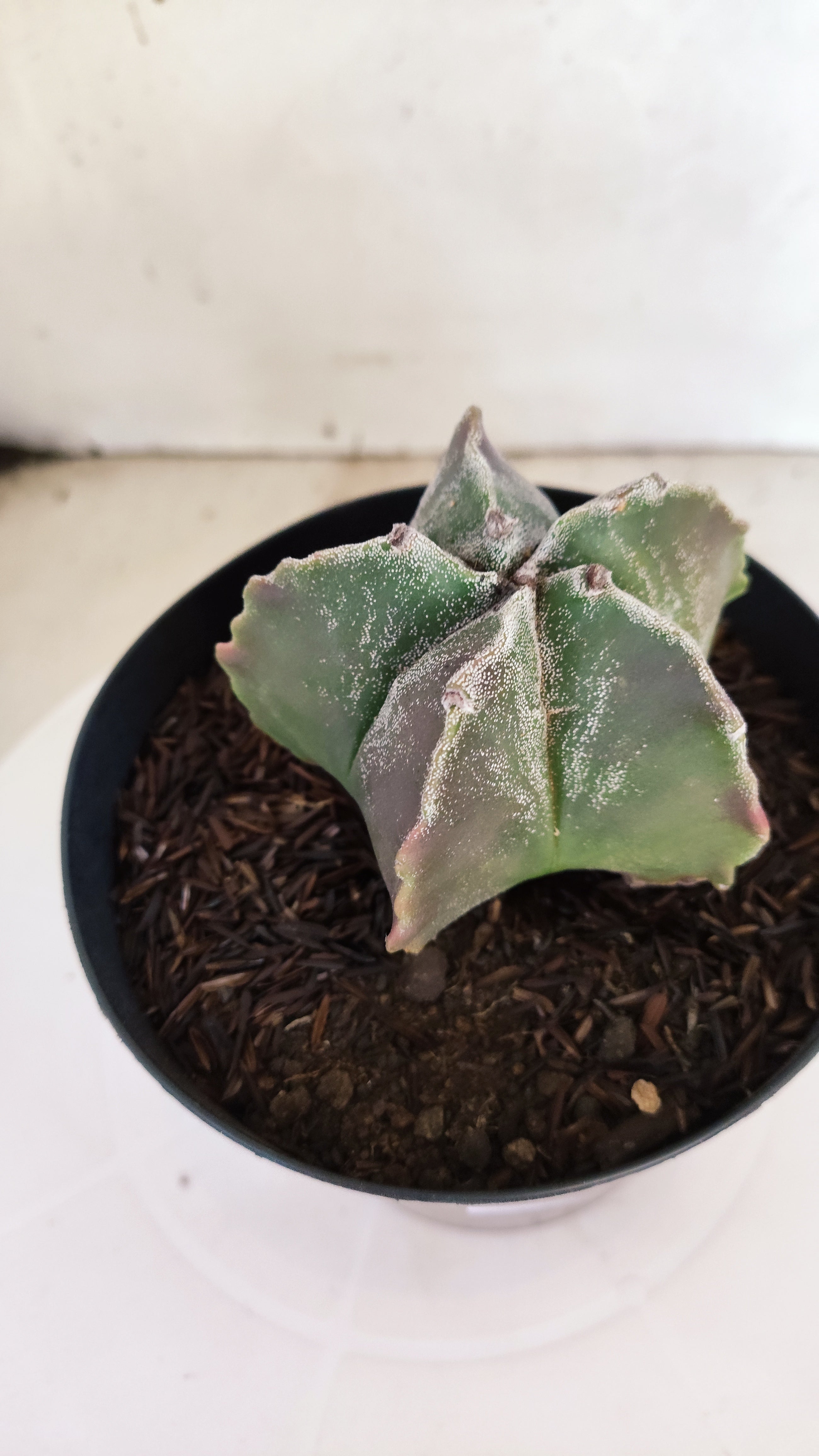 MATRIZ ASTROPHYTUM cv KIKKO  Nº 1151 – vaso 15
