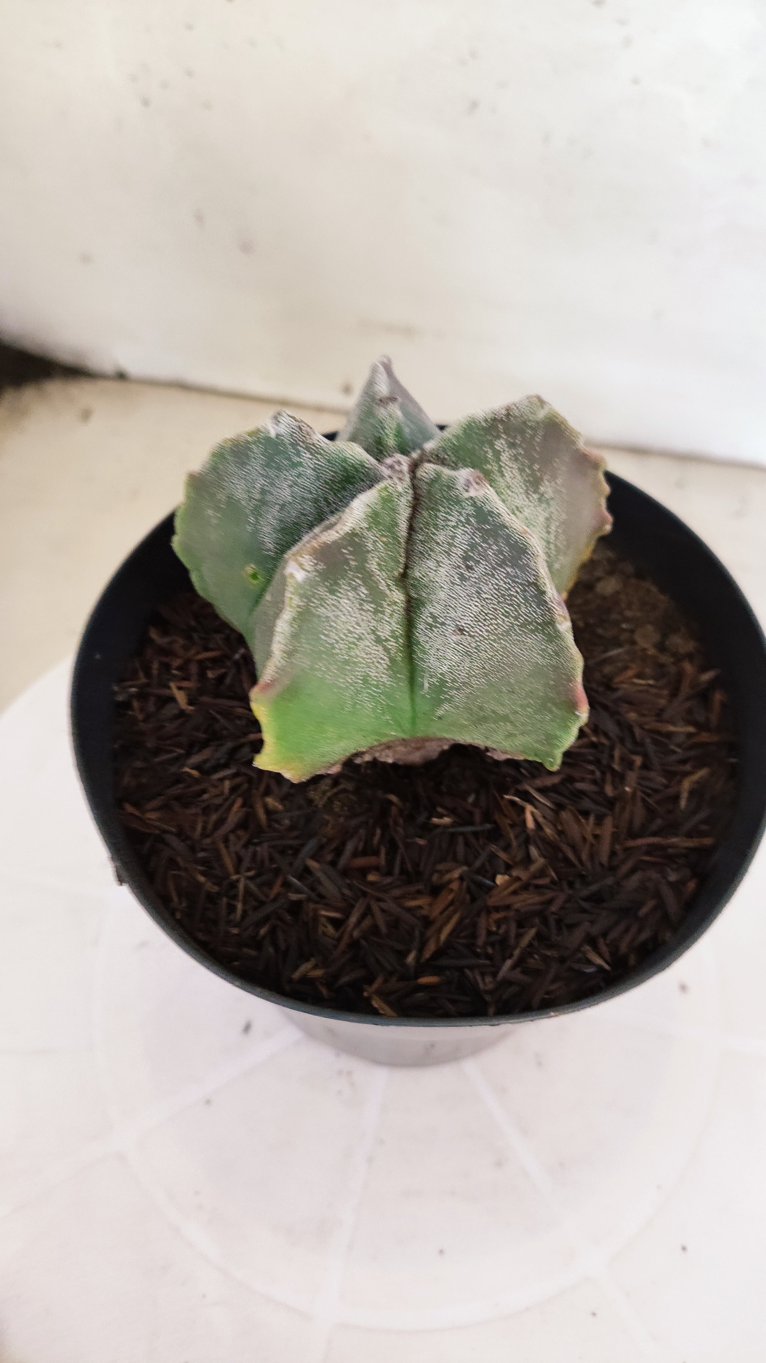 MATRIZ ASTROPHYTUM cv KIKKO  Nº 1151 – vaso 15