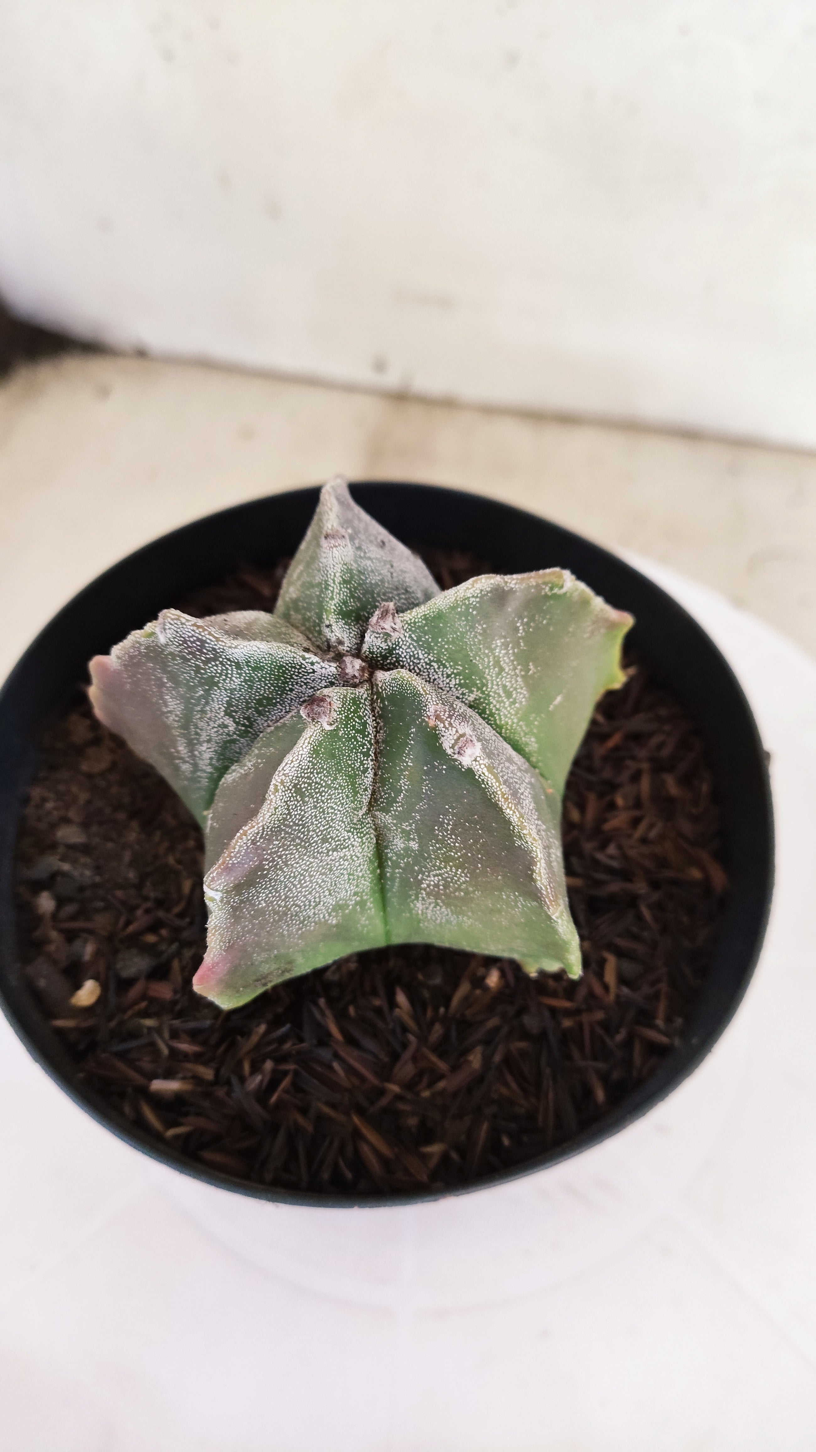 MATRIZ ASTROPHYTUM cv KIKKO  Nº 1151 – vaso 15