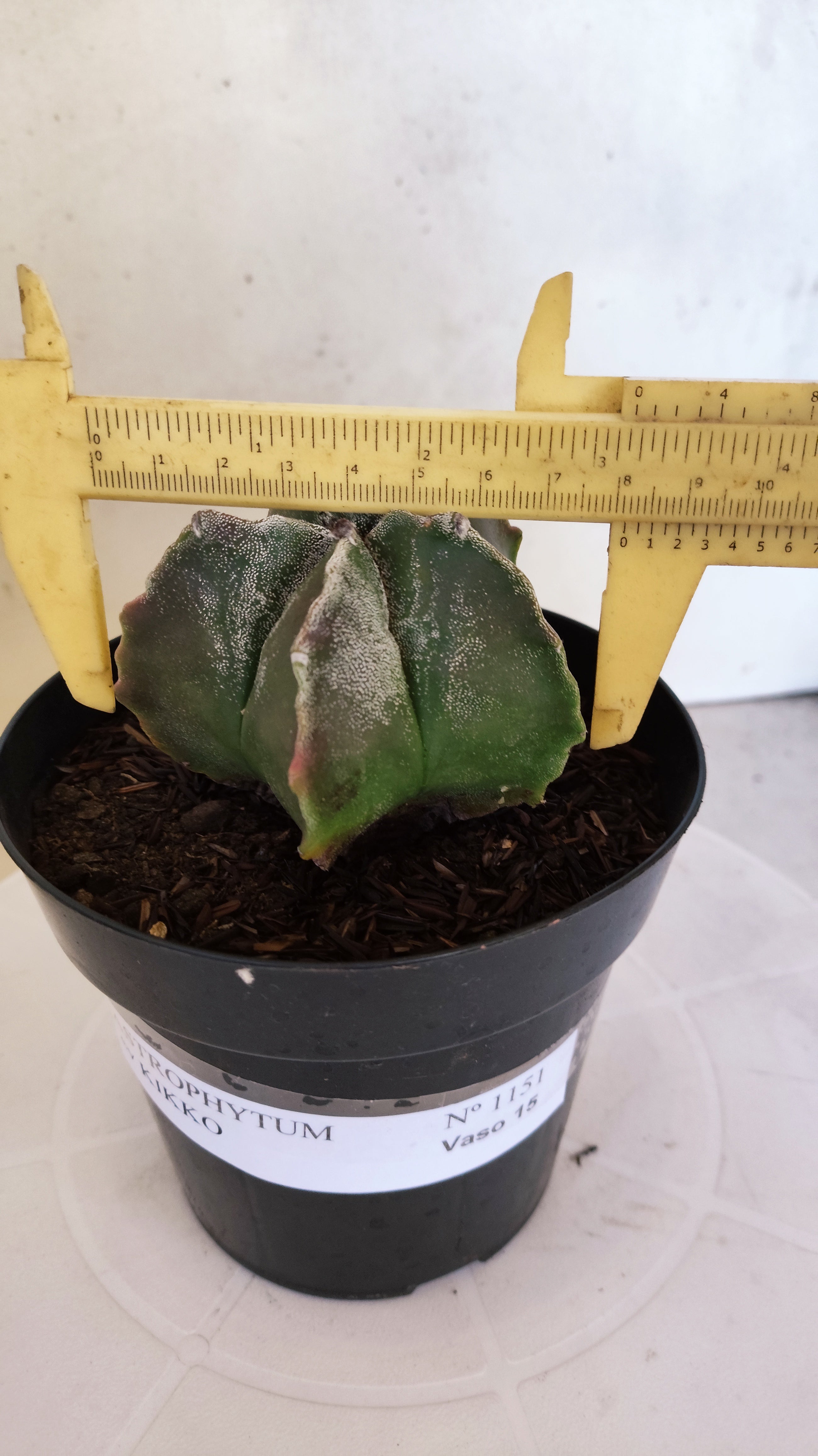 MATRIZ ASTROPHYTUM cv KIKKO  Nº 1151 – vaso 15