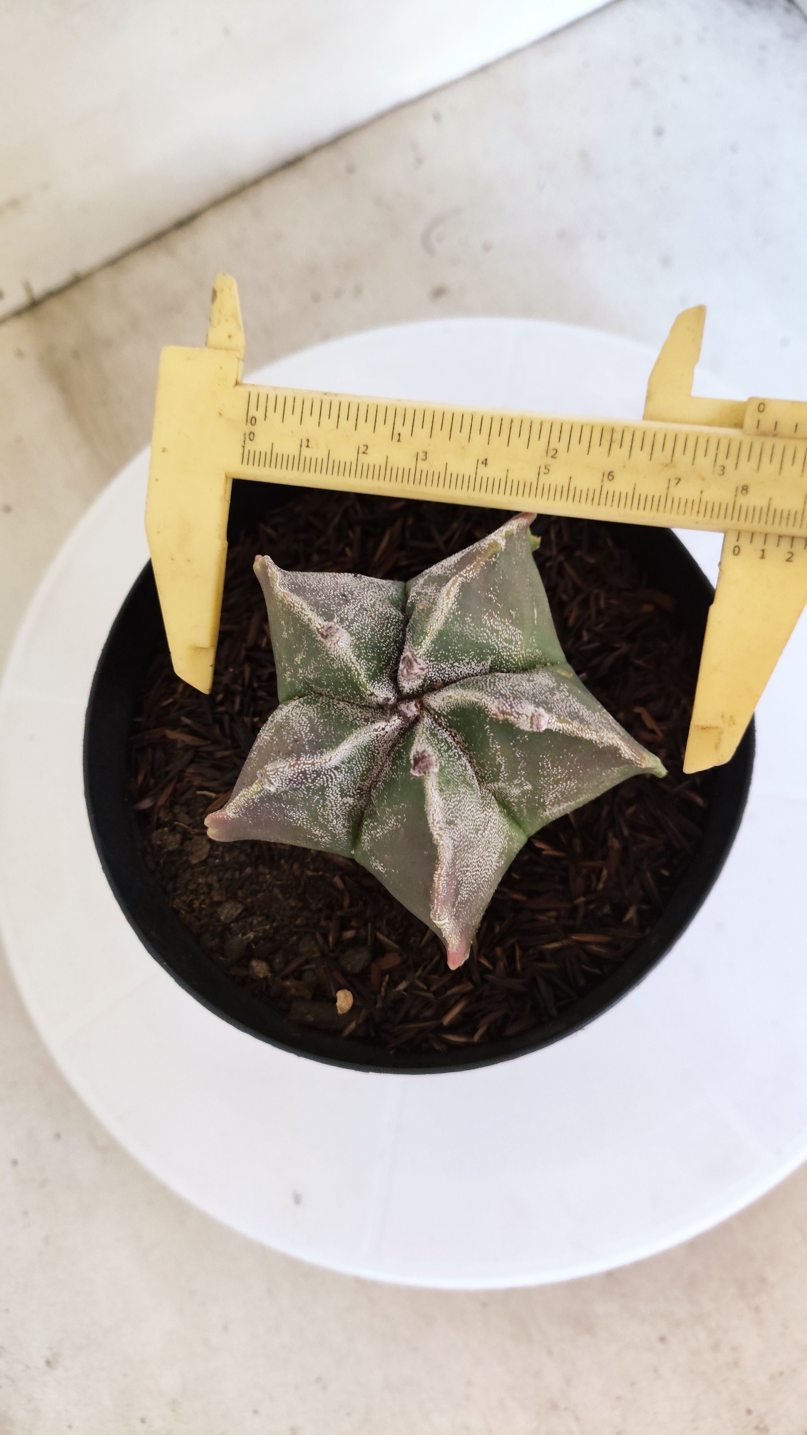 MATRIZ ASTROPHYTUM cv KIKKO  Nº 1151 – vaso 15