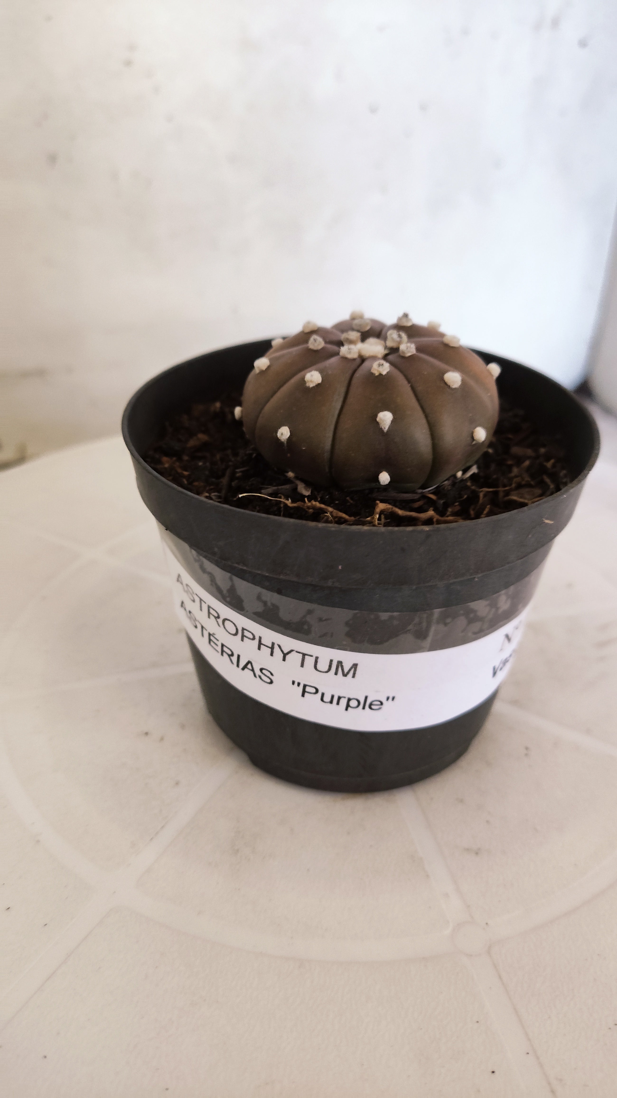 ASTROPHYTUM ASTERIAS “Purple”  Nº 1137 – vaso 09