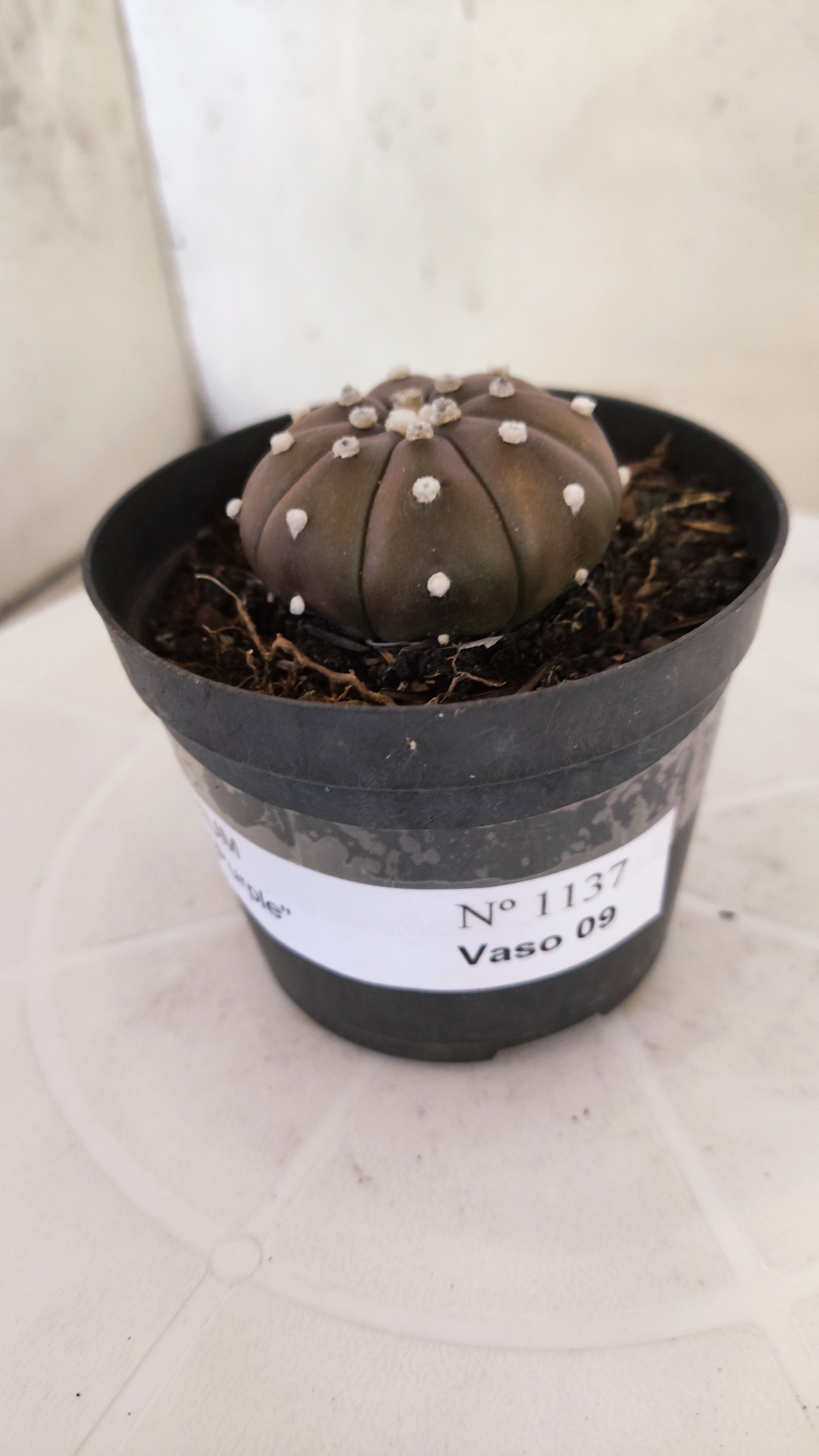 ASTROPHYTUM ASTERIAS “Purple”  Nº 1137 – vaso 09