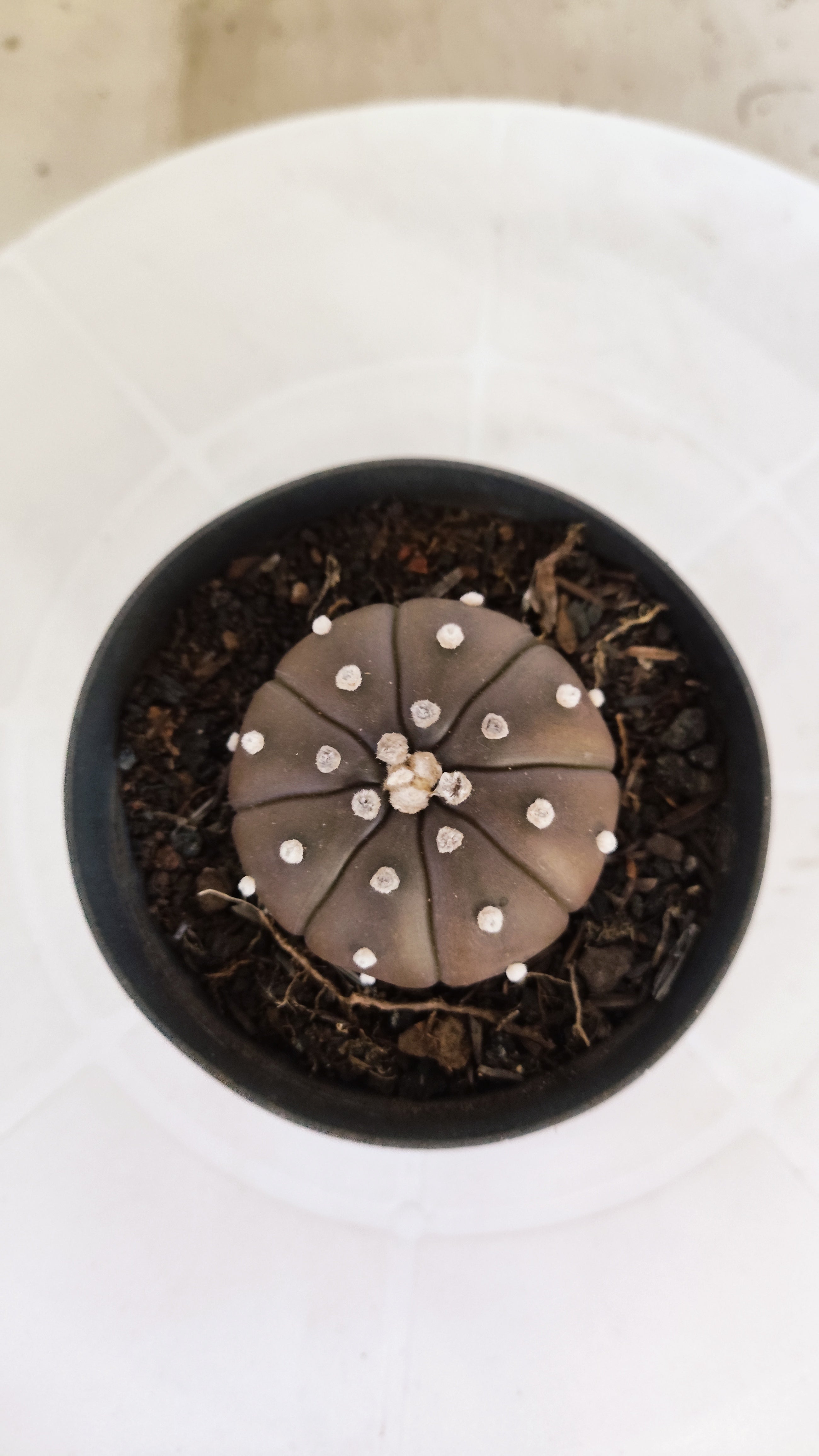 ASTROPHYTUM ASTERIAS “Purple”  Nº 1137 – vaso 09