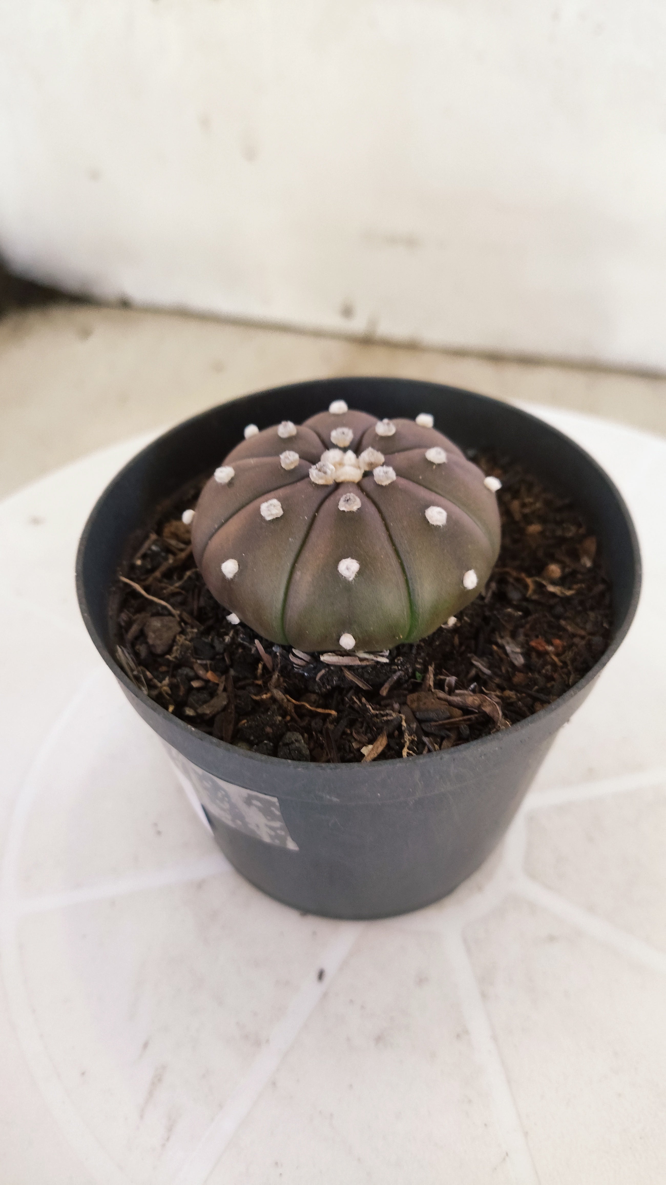 ASTROPHYTUM ASTERIAS “Purple”  Nº 1137 – vaso 09