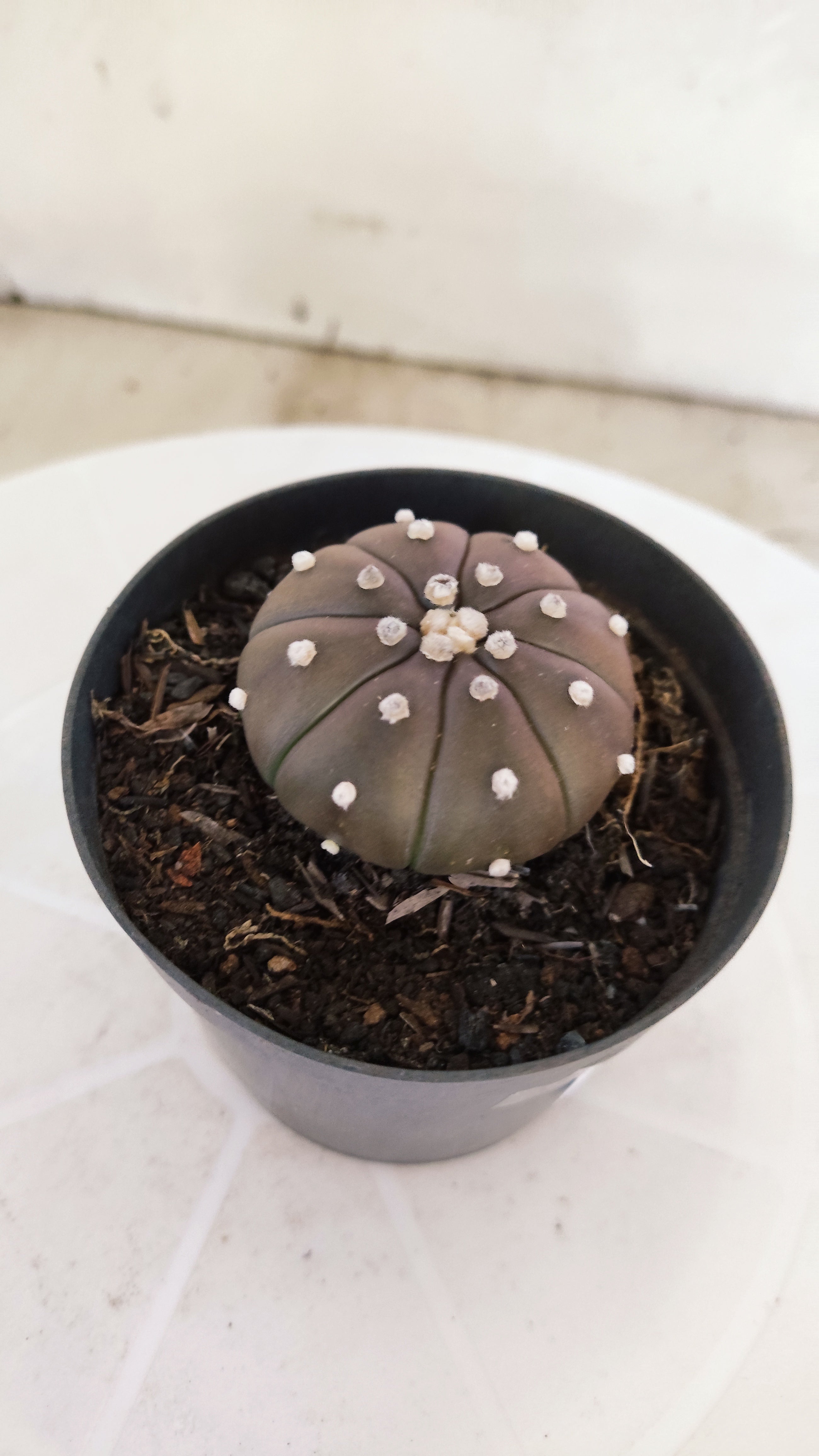 ASTROPHYTUM ASTERIAS “Purple”  Nº 1137 – vaso 09