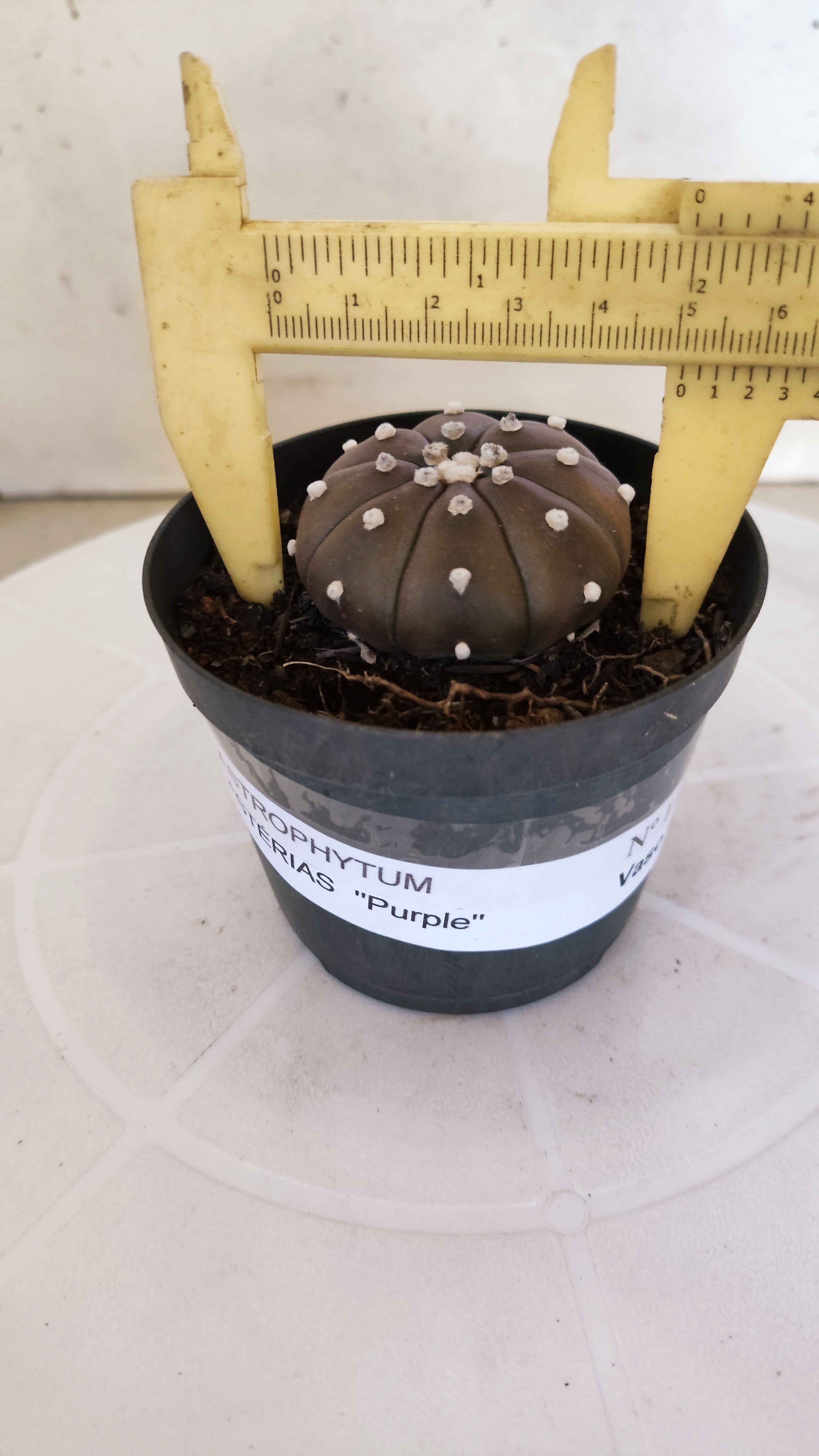 ASTROPHYTUM ASTERIAS “Purple”  Nº 1137 – vaso 09