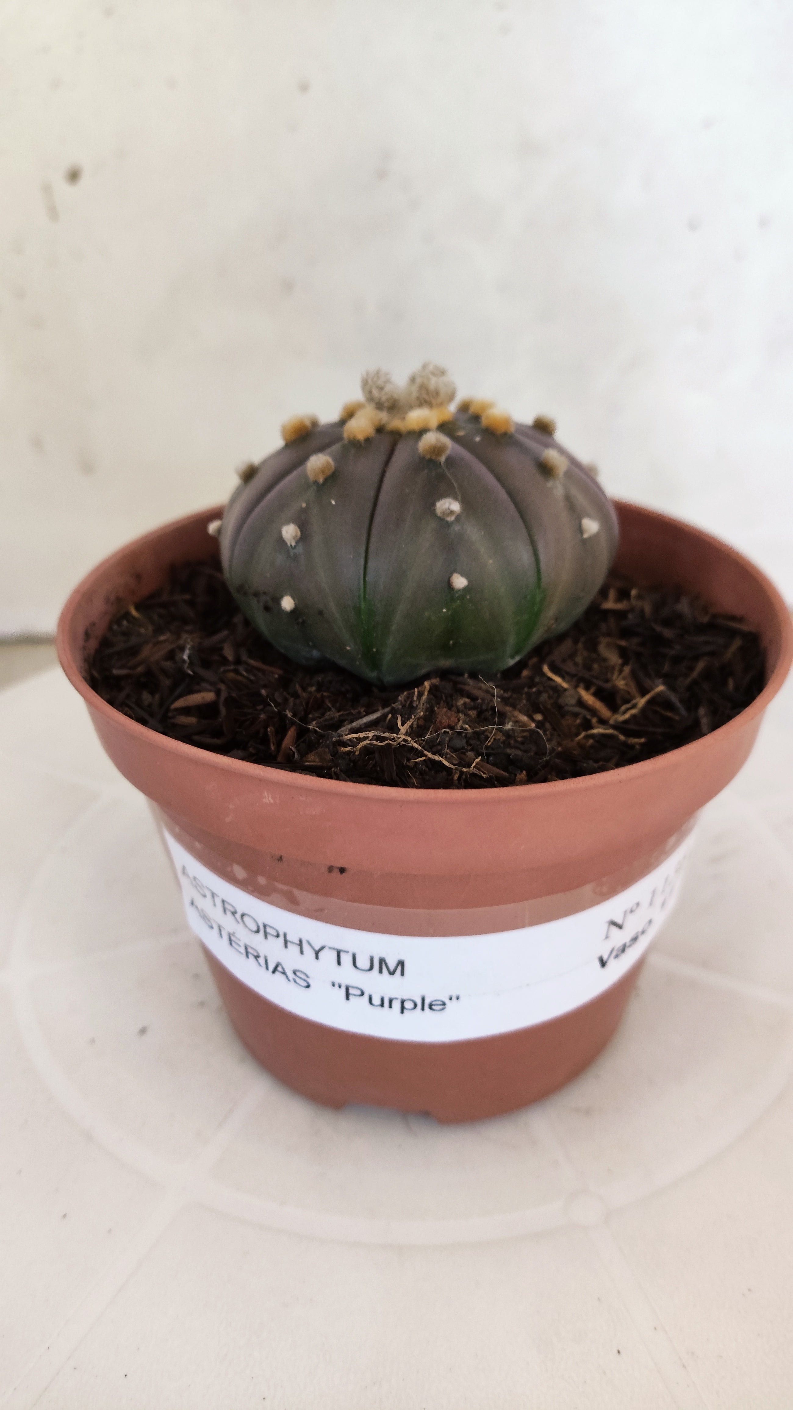 ASTROPHYTUM ASTERIAS “Purple”  Nº 1138 – vaso 11