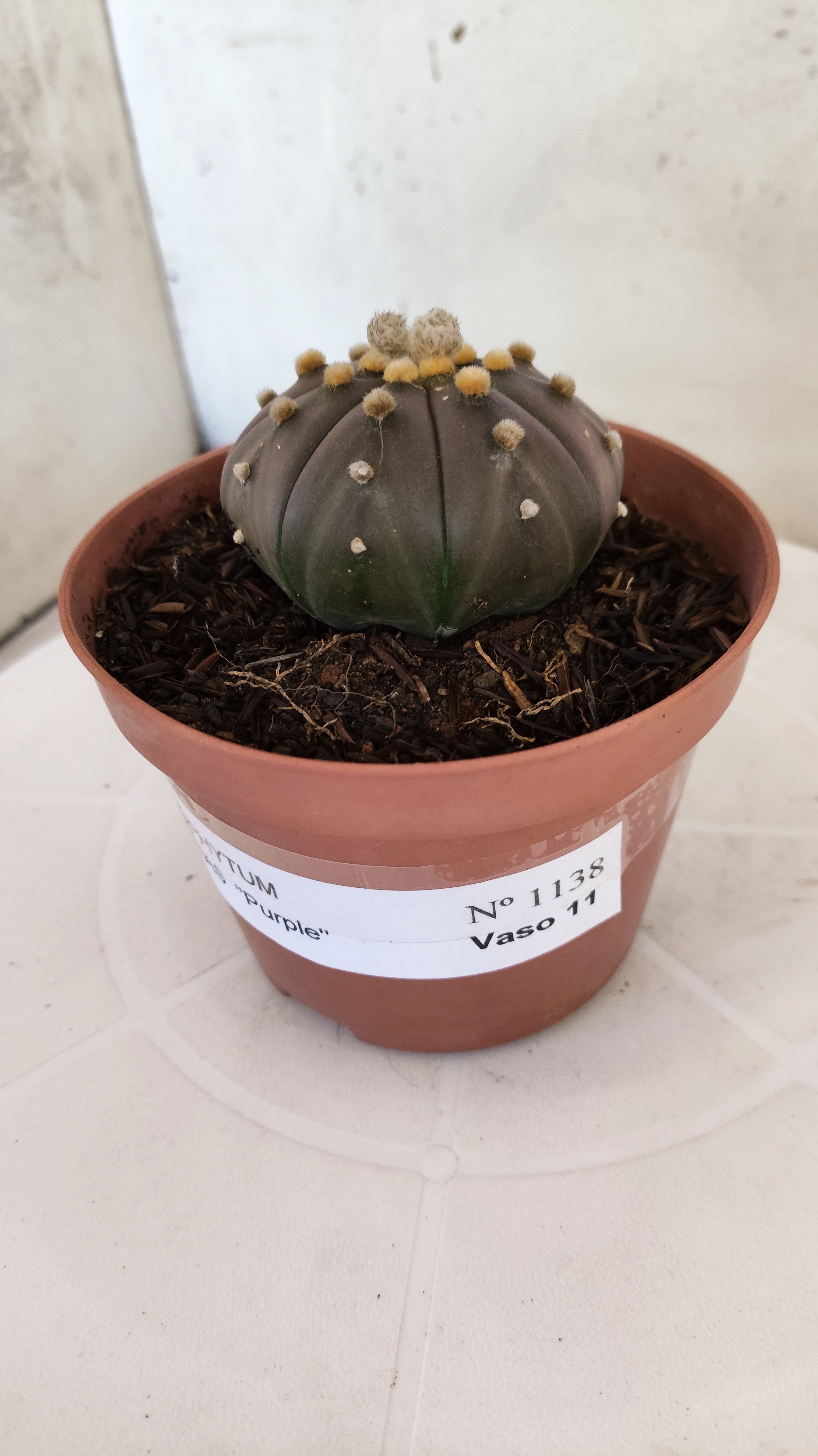 ASTROPHYTUM ASTERIAS “Purple”  Nº 1138 – vaso 11