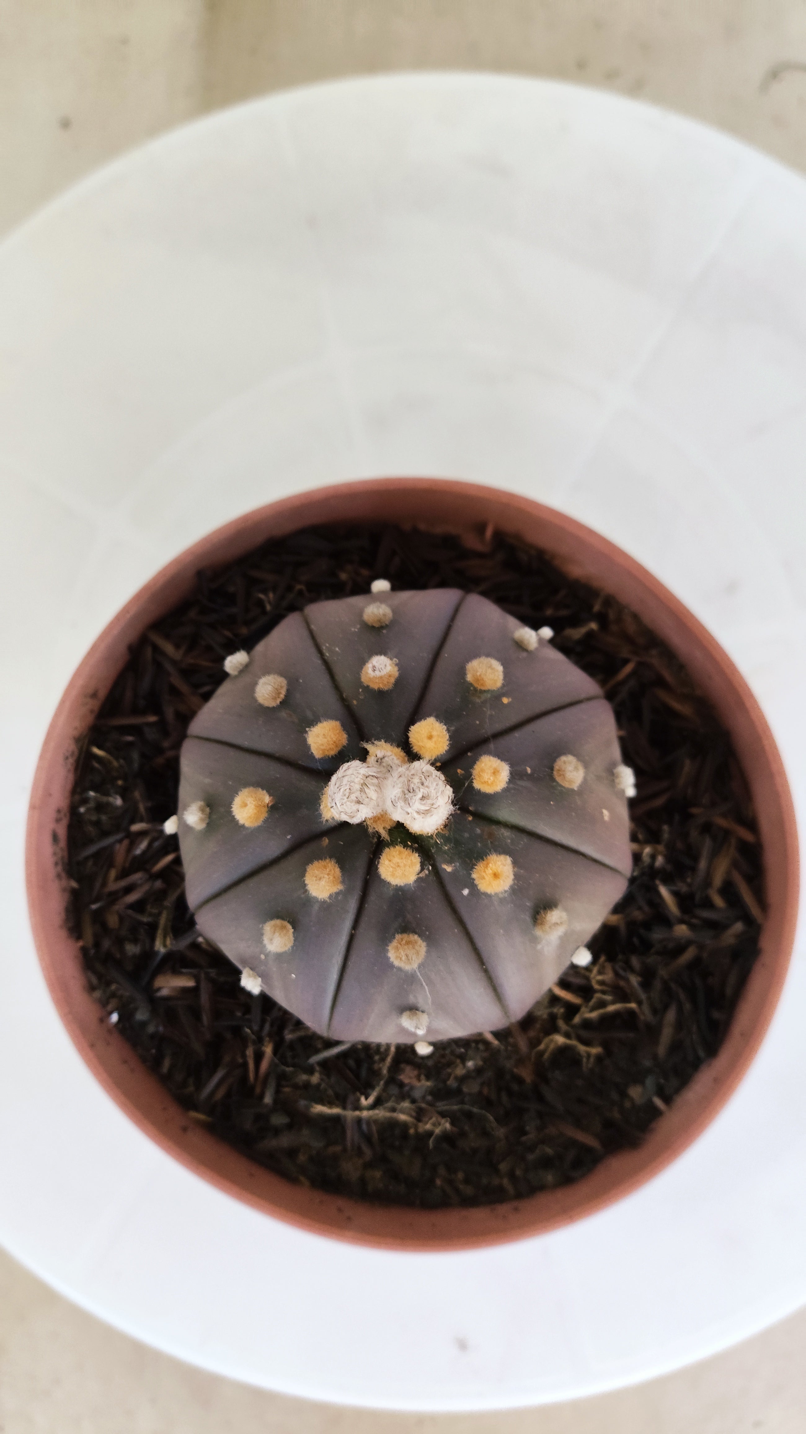 ASTROPHYTUM ASTERIAS “Purple”  Nº 1138 – vaso 11
