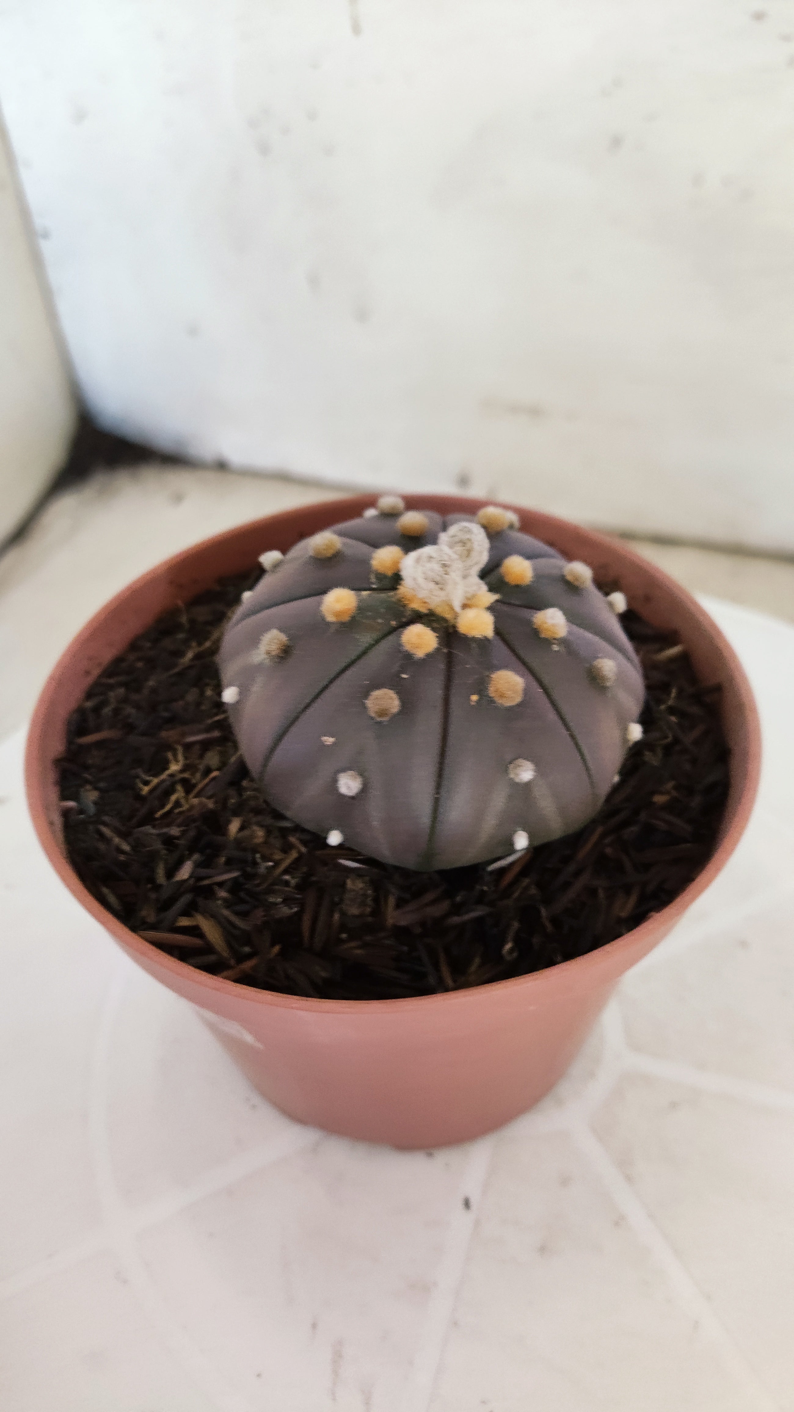 ASTROPHYTUM ASTERIAS “Purple”  Nº 1138 – vaso 11