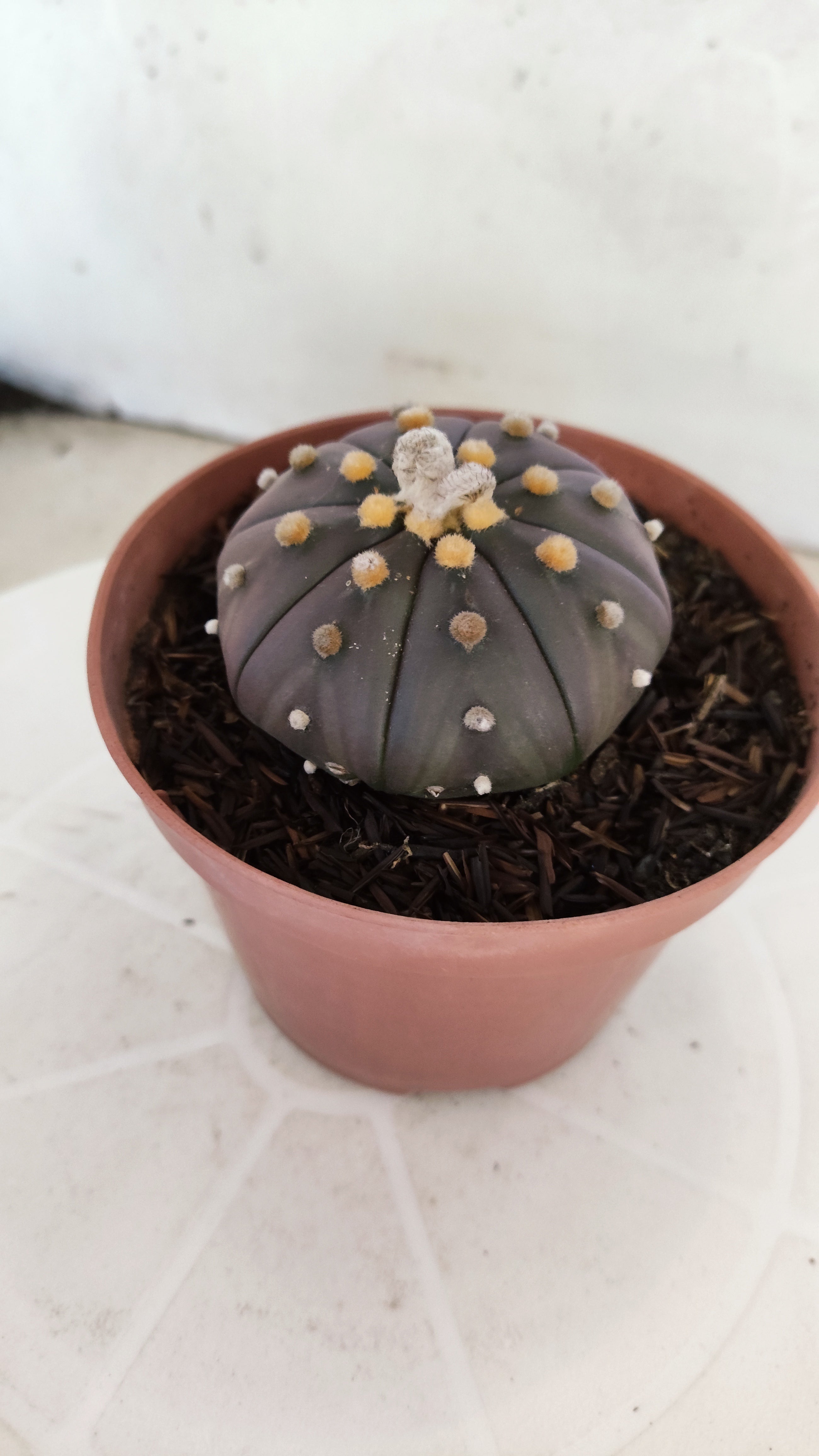 ASTROPHYTUM ASTERIAS “Purple”  Nº 1138 – vaso 11