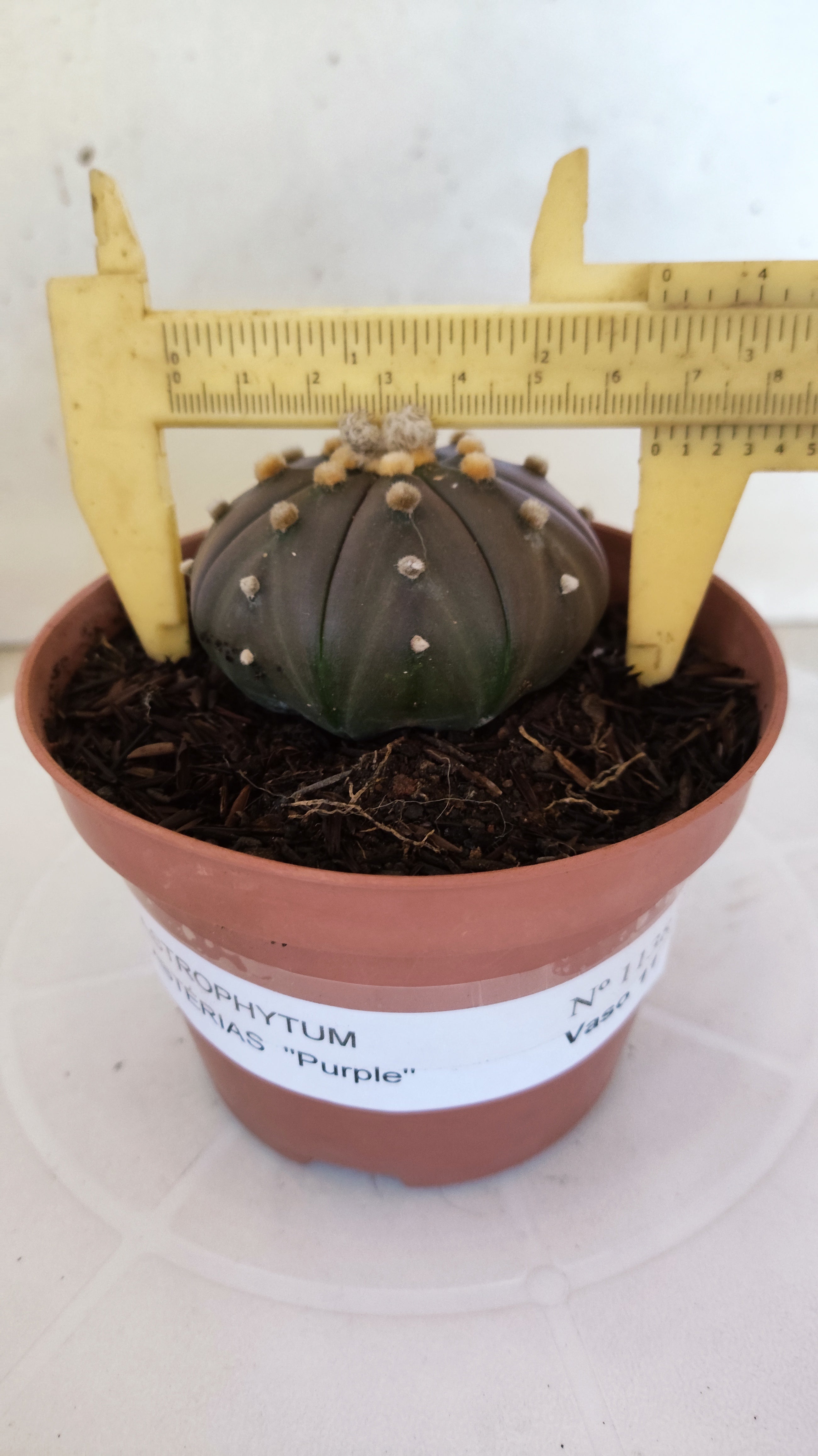 ASTROPHYTUM ASTERIAS “Purple”  Nº 1138 – vaso 11