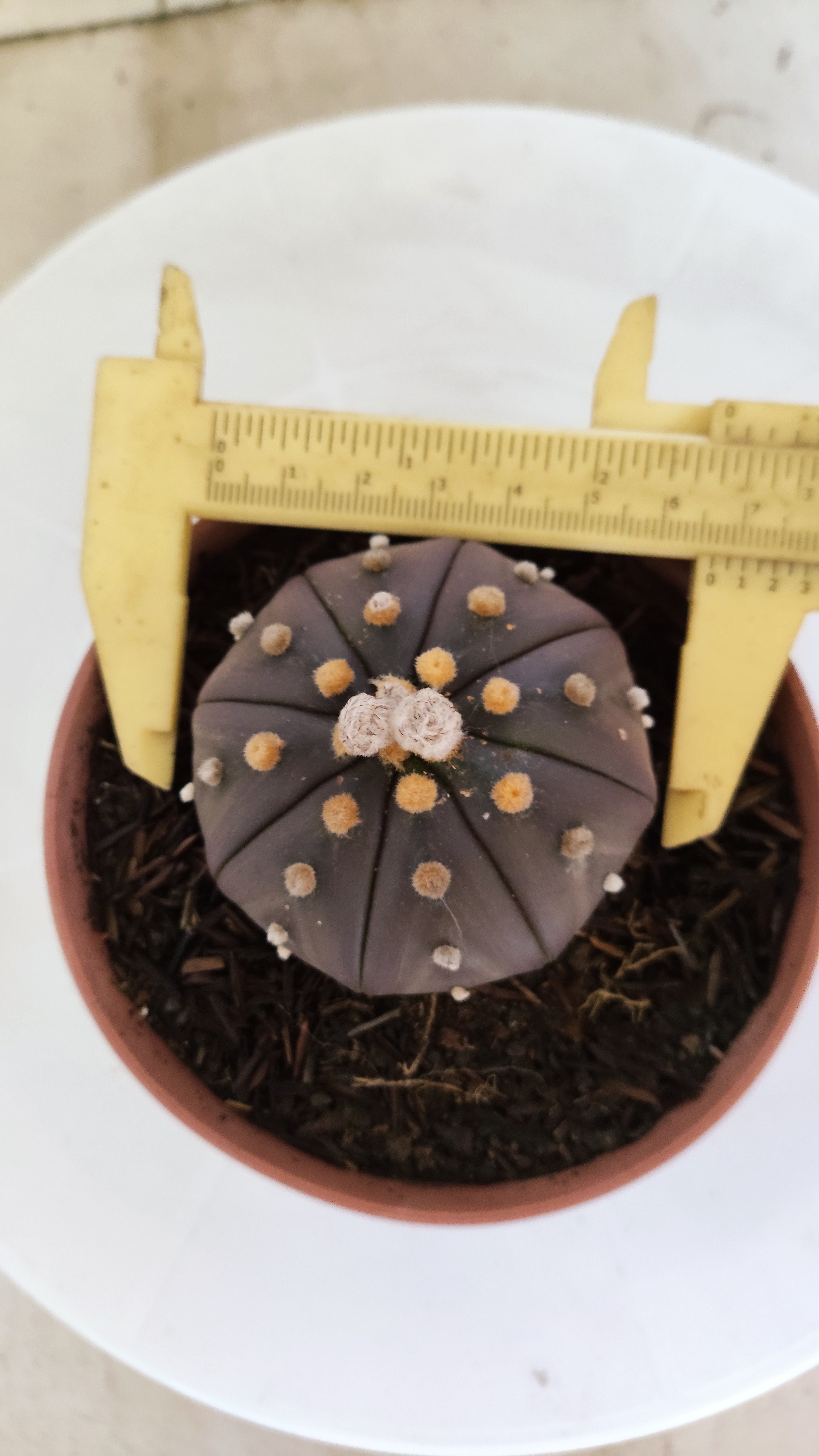 ASTROPHYTUM ASTERIAS “Purple”  Nº 1138 – vaso 11